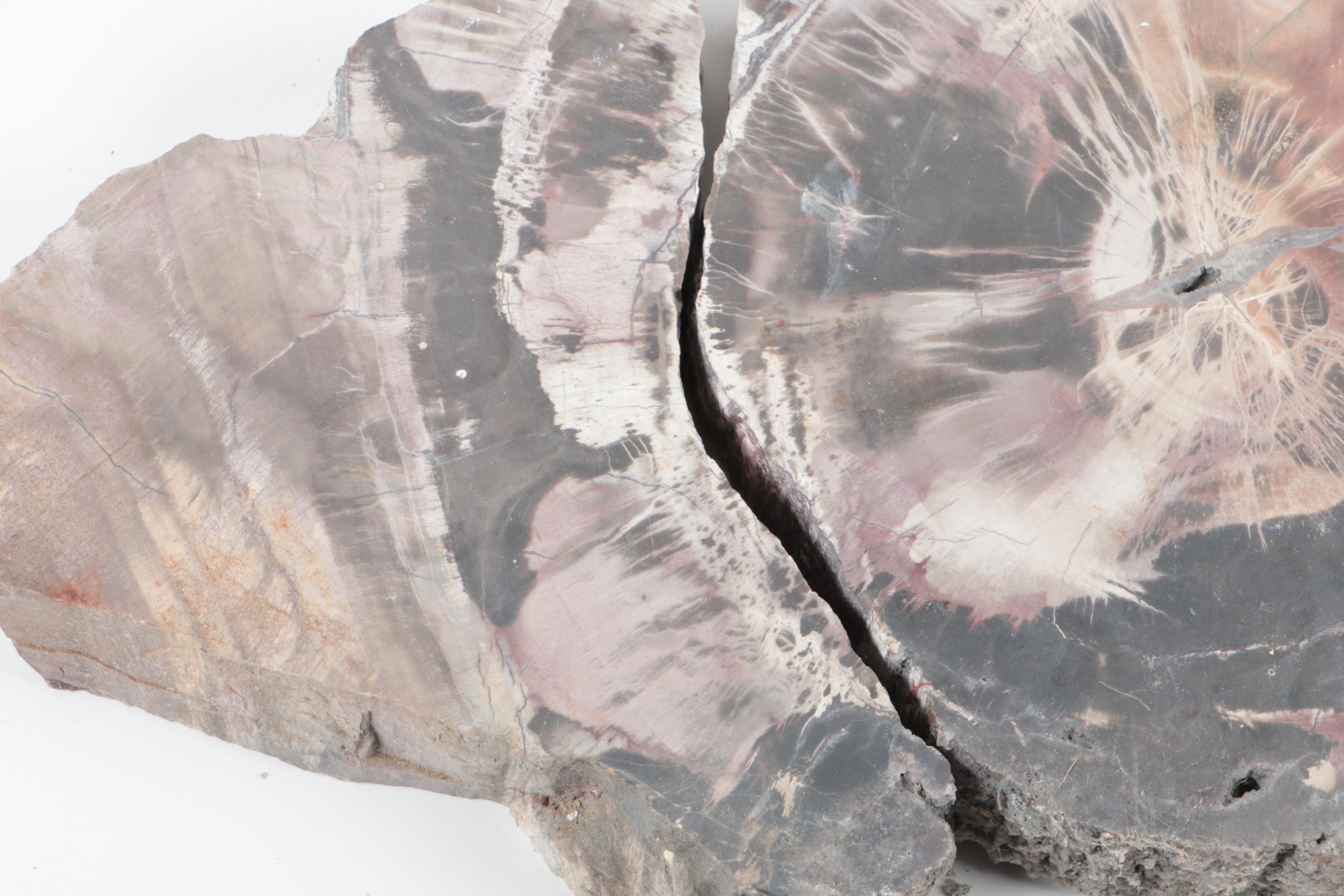 Polished Petrified Wood Specimens