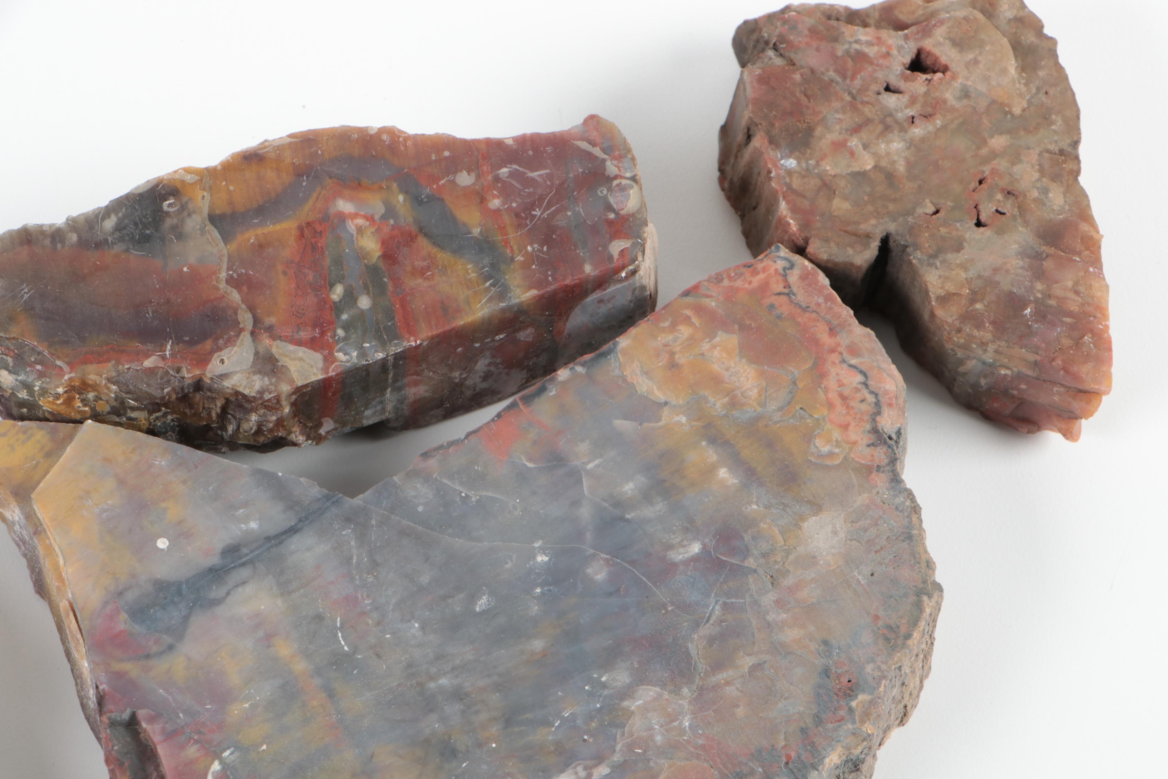 Polished Petrified Wood Specimens