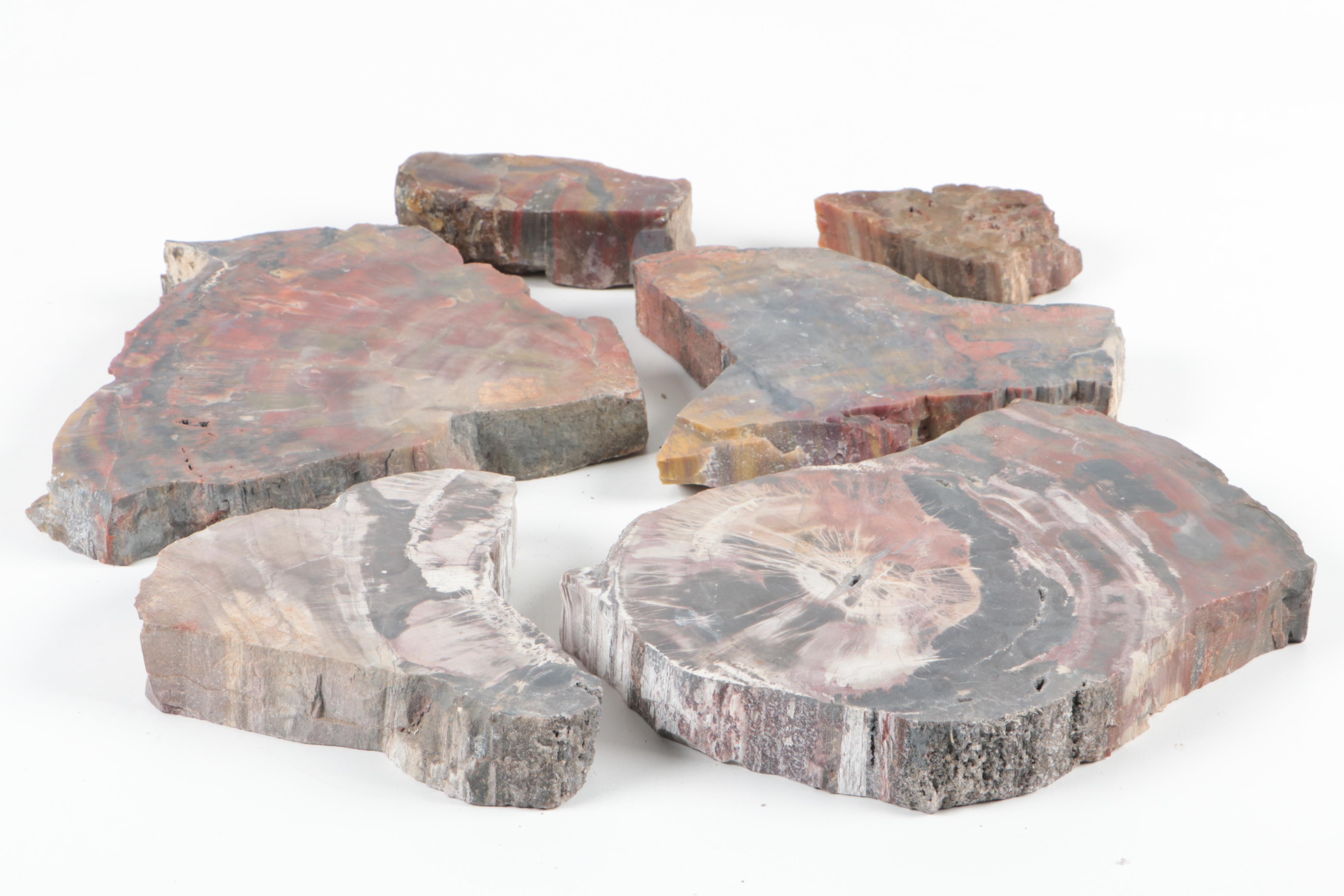 Polished Petrified Wood Specimens