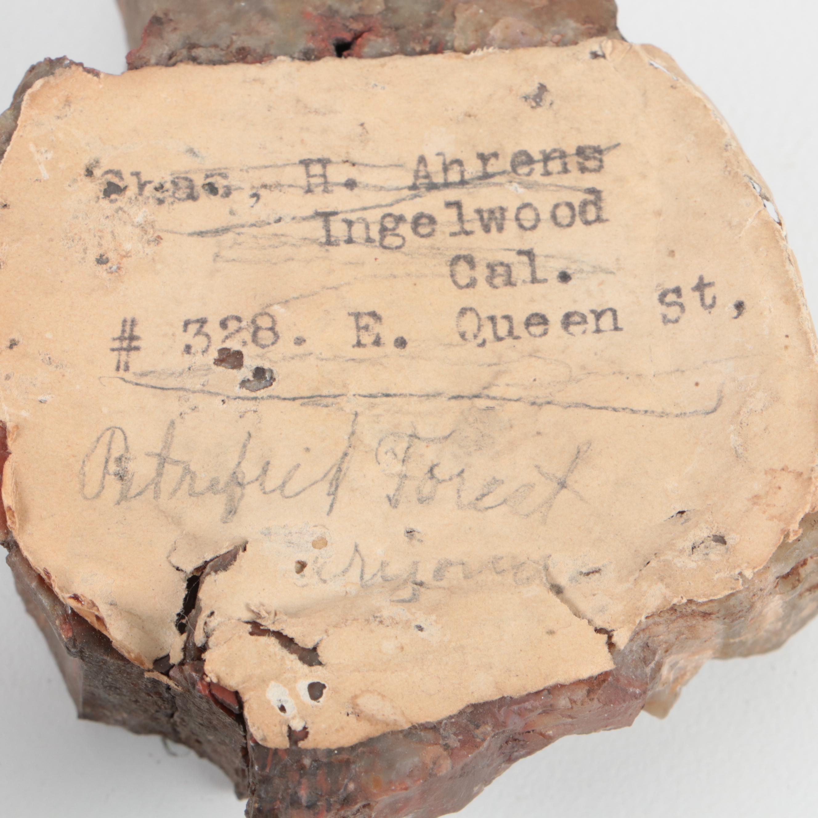 Polished Petrified Wood Specimens