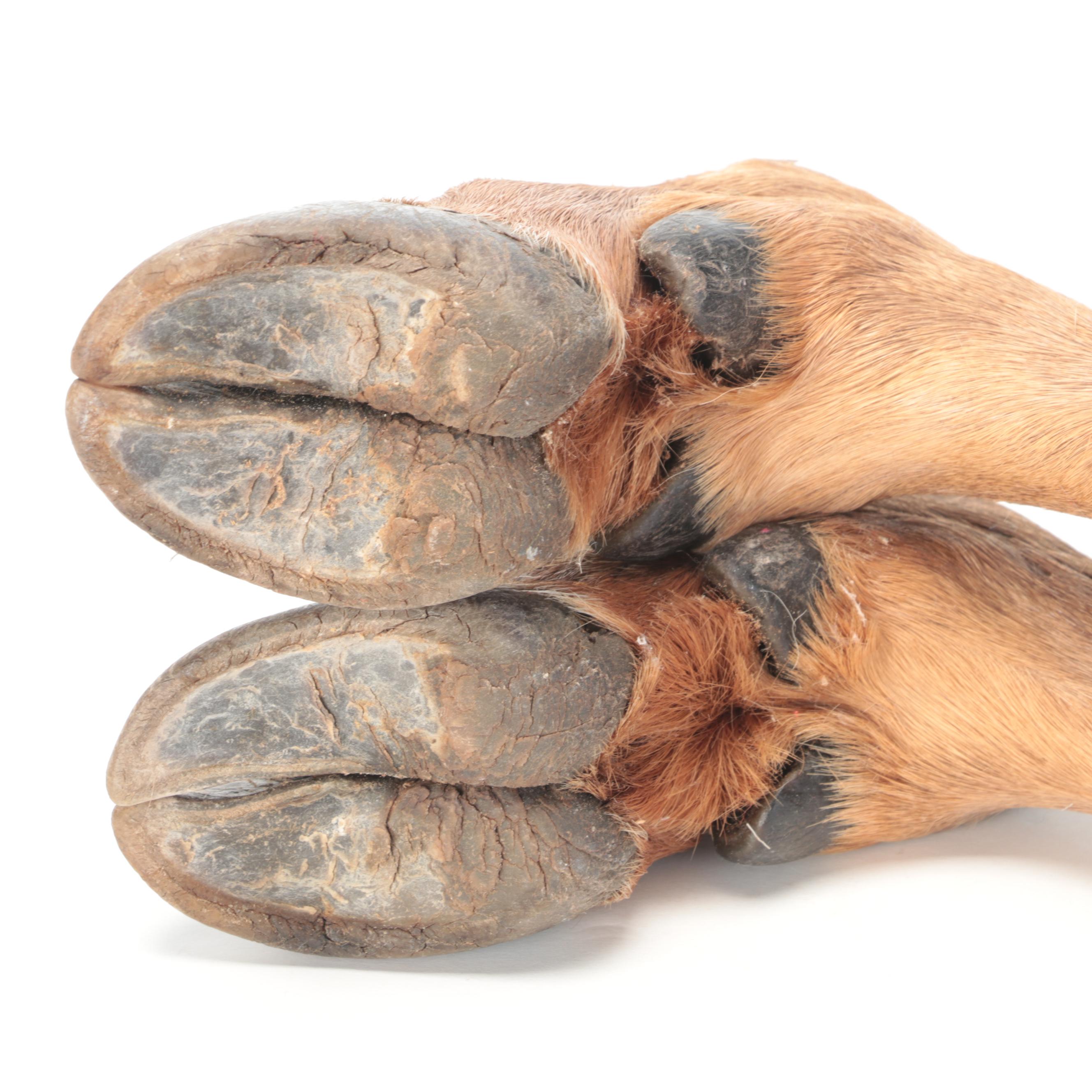 Pair of Taxidermy Elk Hooves for Gun Rack