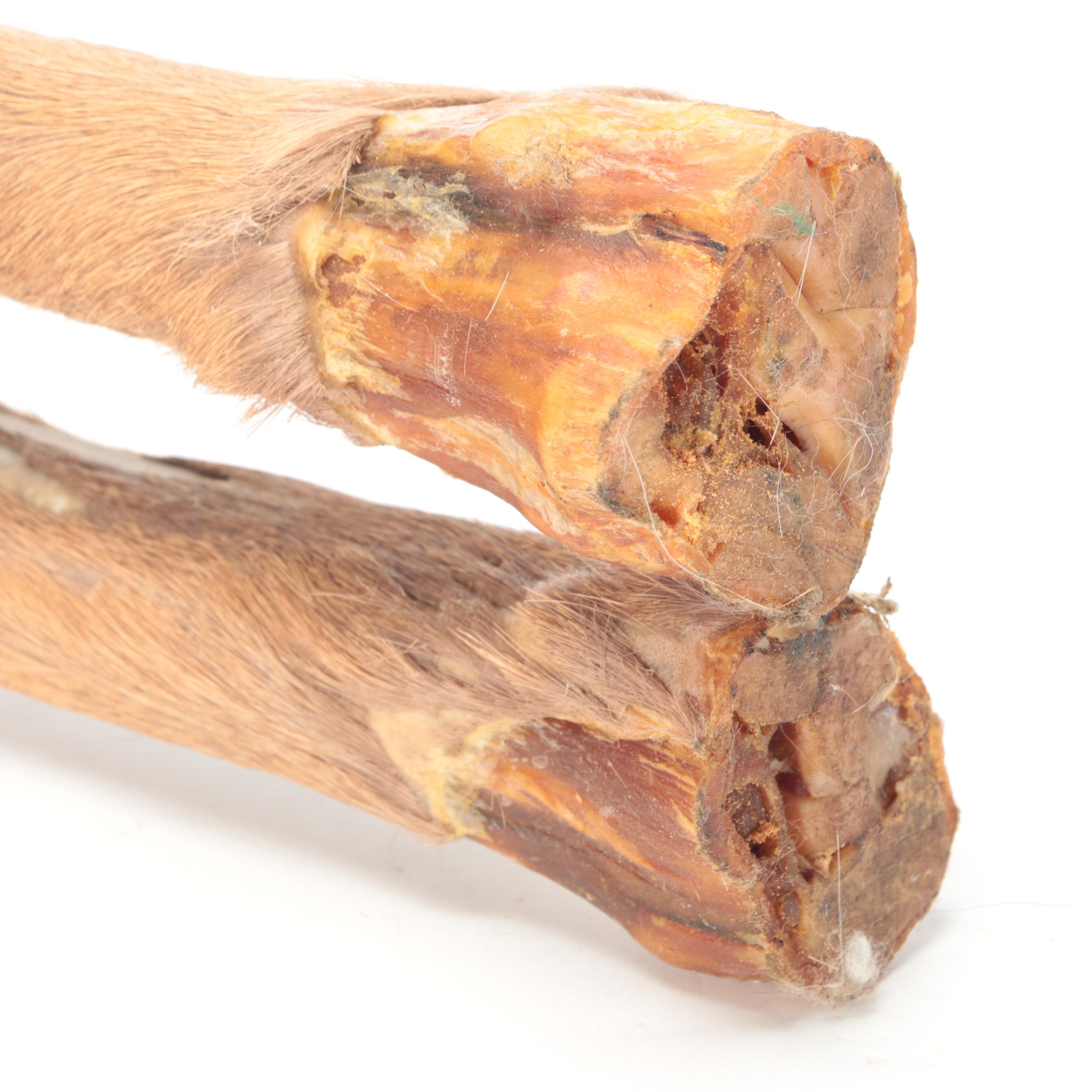 Pair of Taxidermy Elk Hooves for Gun Rack