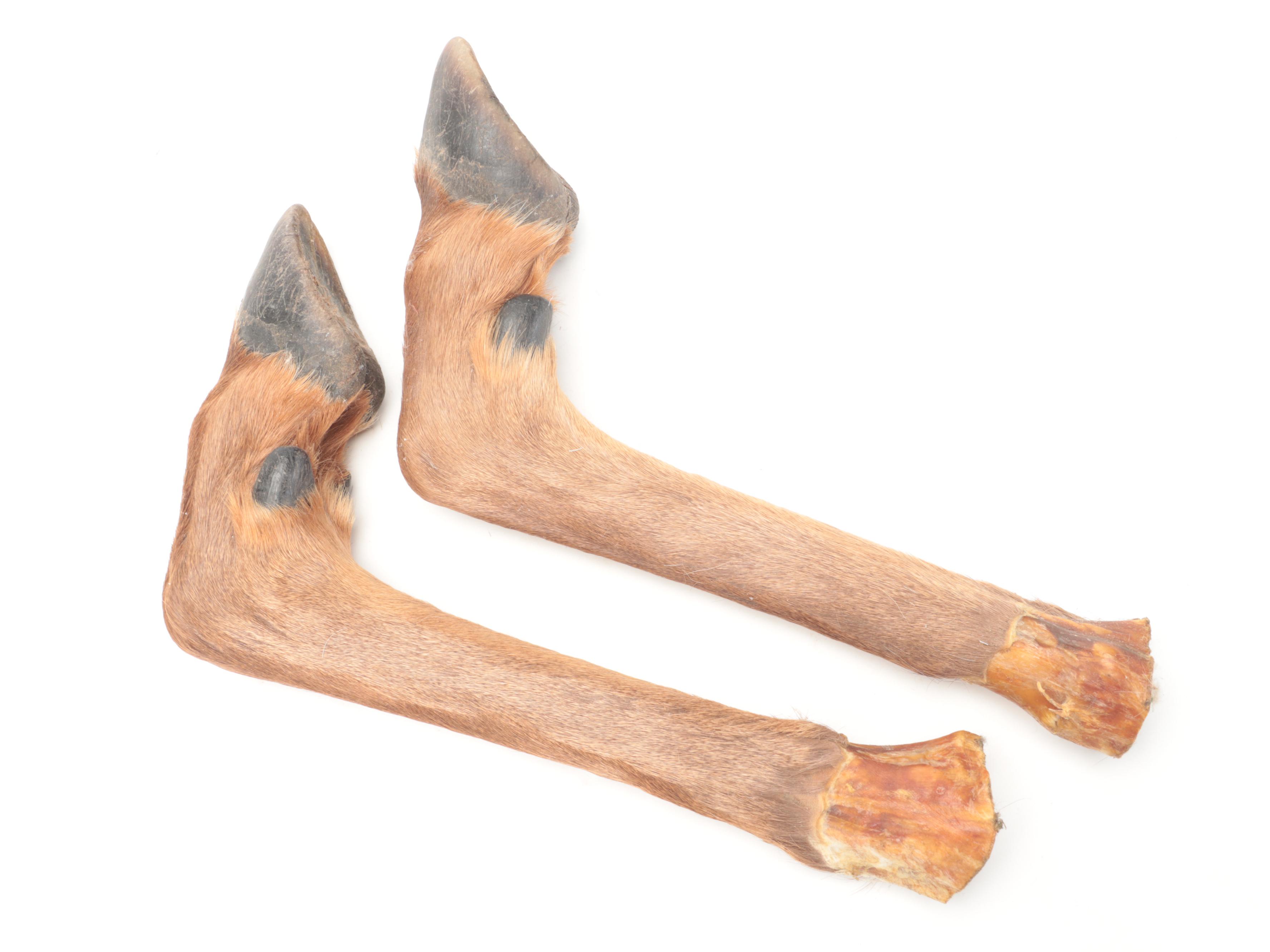 Pair of Taxidermy Elk Hooves for Gun Rack