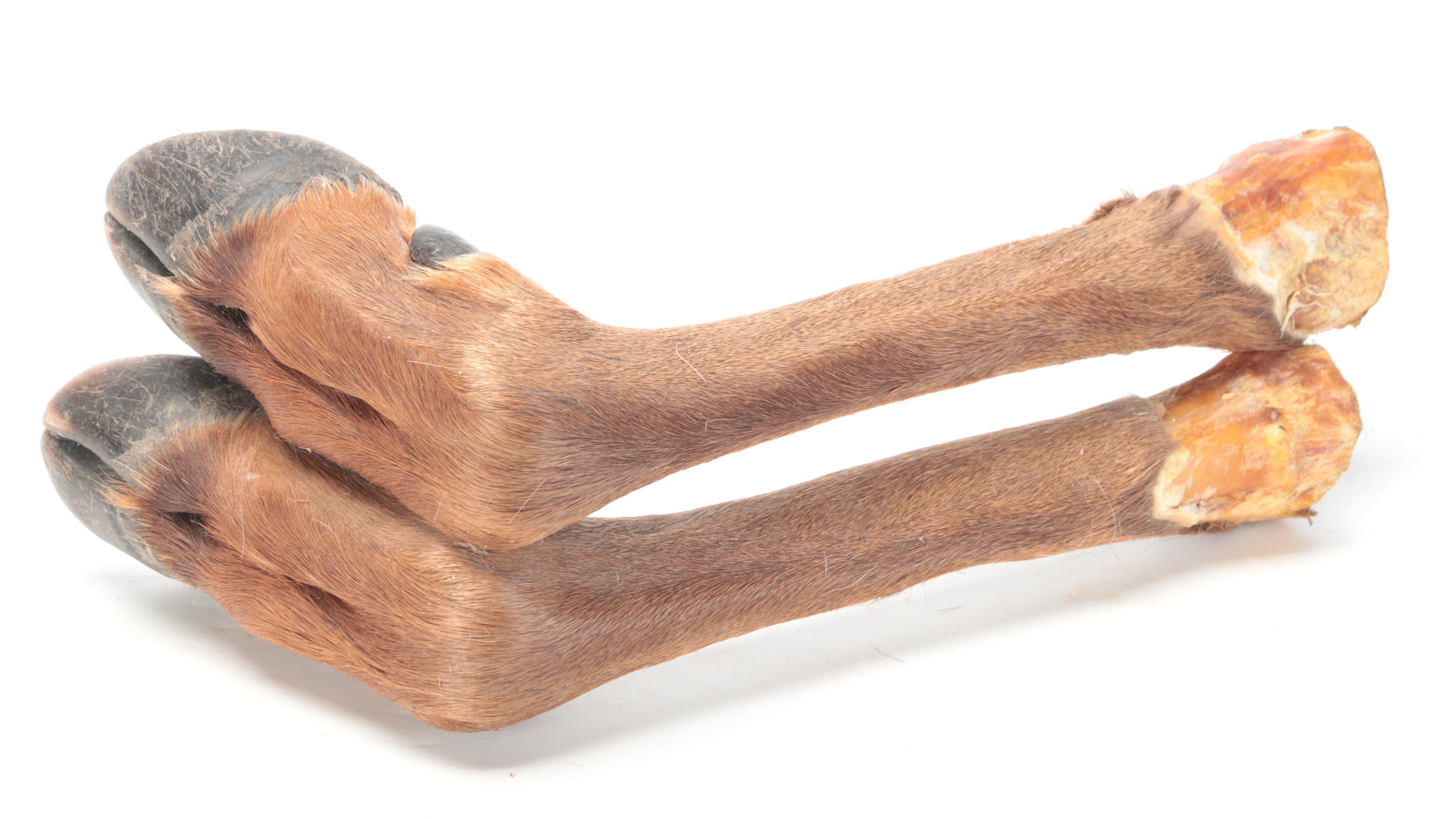 Pair of Taxidermy Elk Hooves for Gun Rack