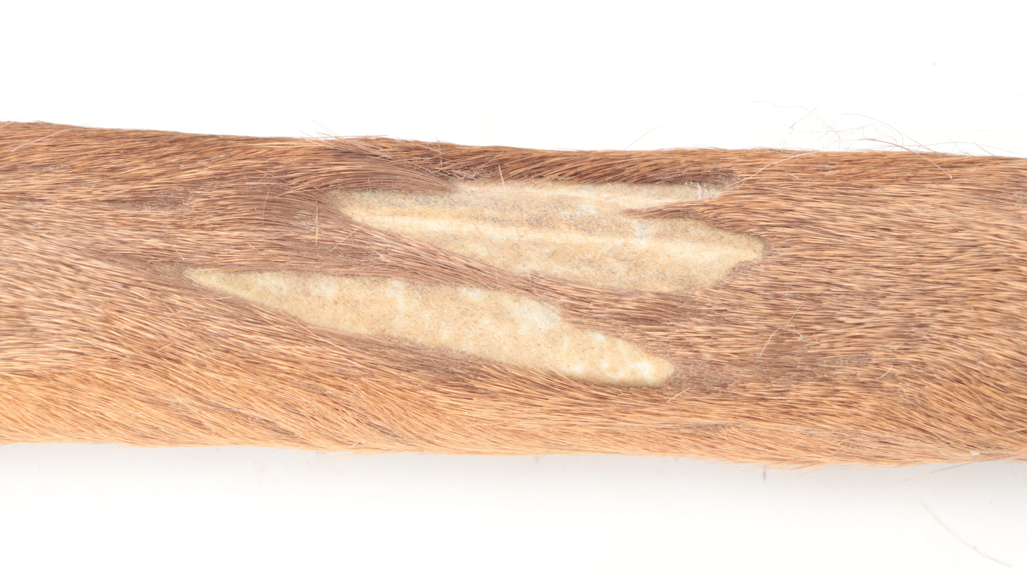 Pair of Taxidermy Elk Hooves for Gun Rack