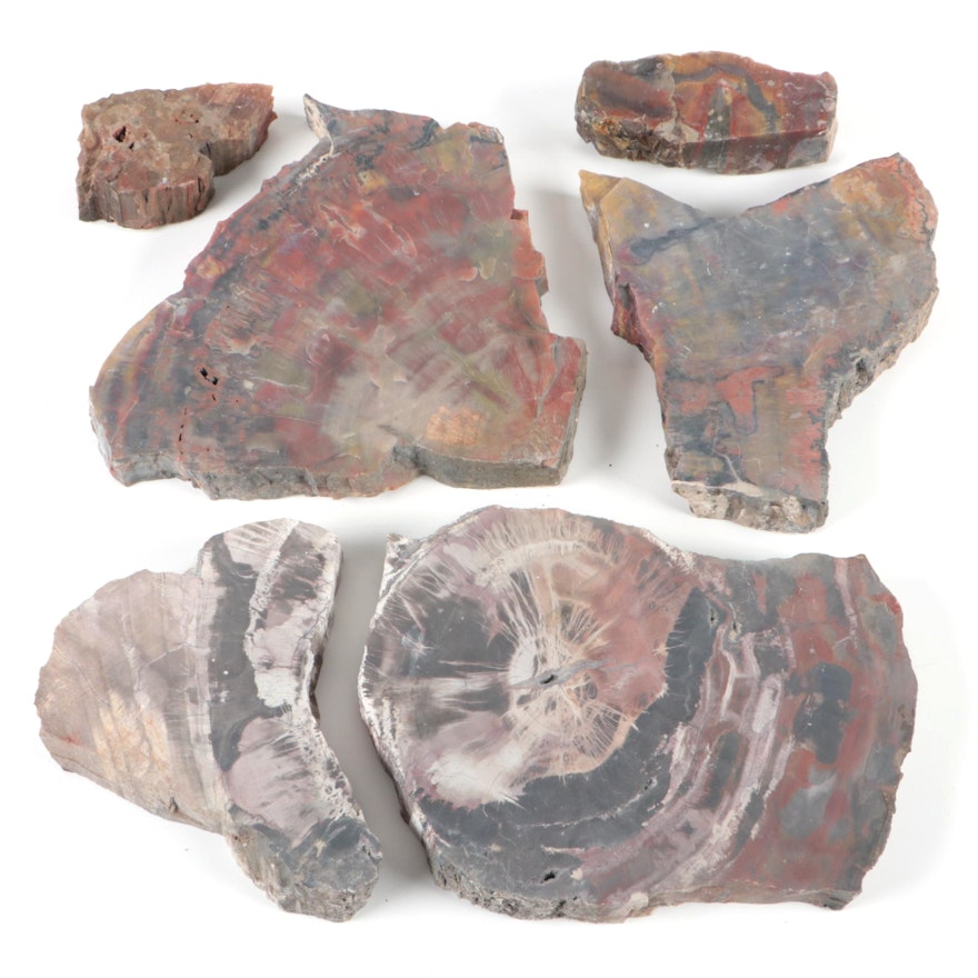 Polished Petrified Wood Specimens