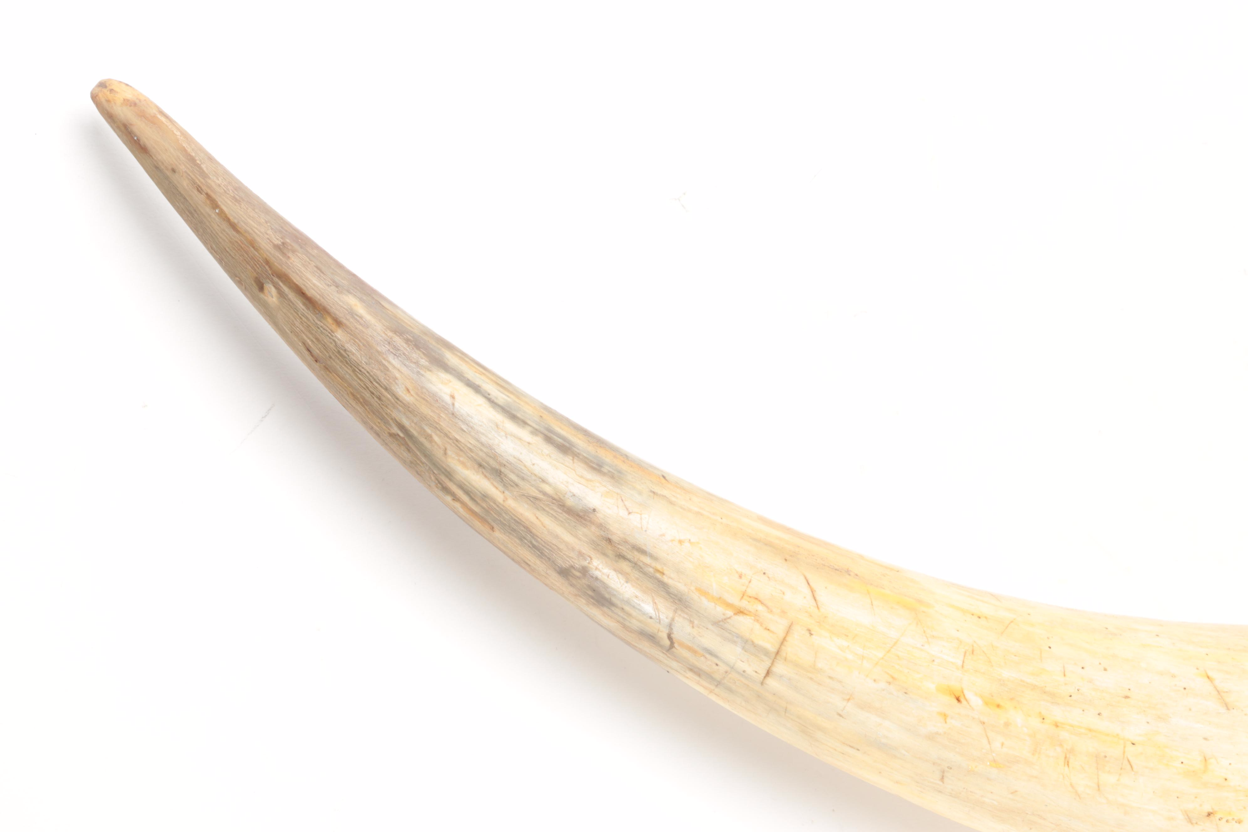 Mounted Ankole-Watusi Horns with Faux Fur Wrap