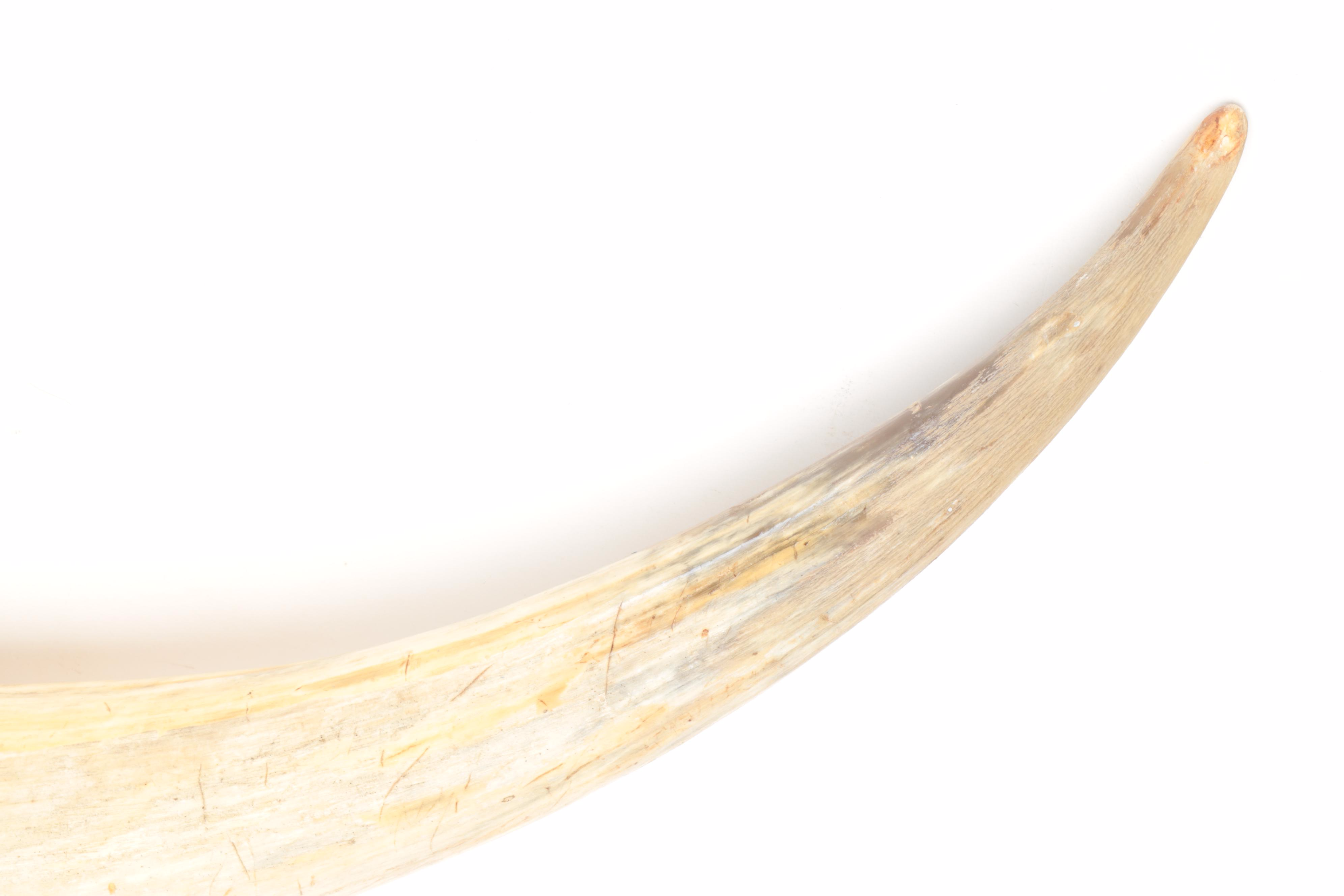 Mounted Ankole-Watusi Horns with Faux Fur Wrap