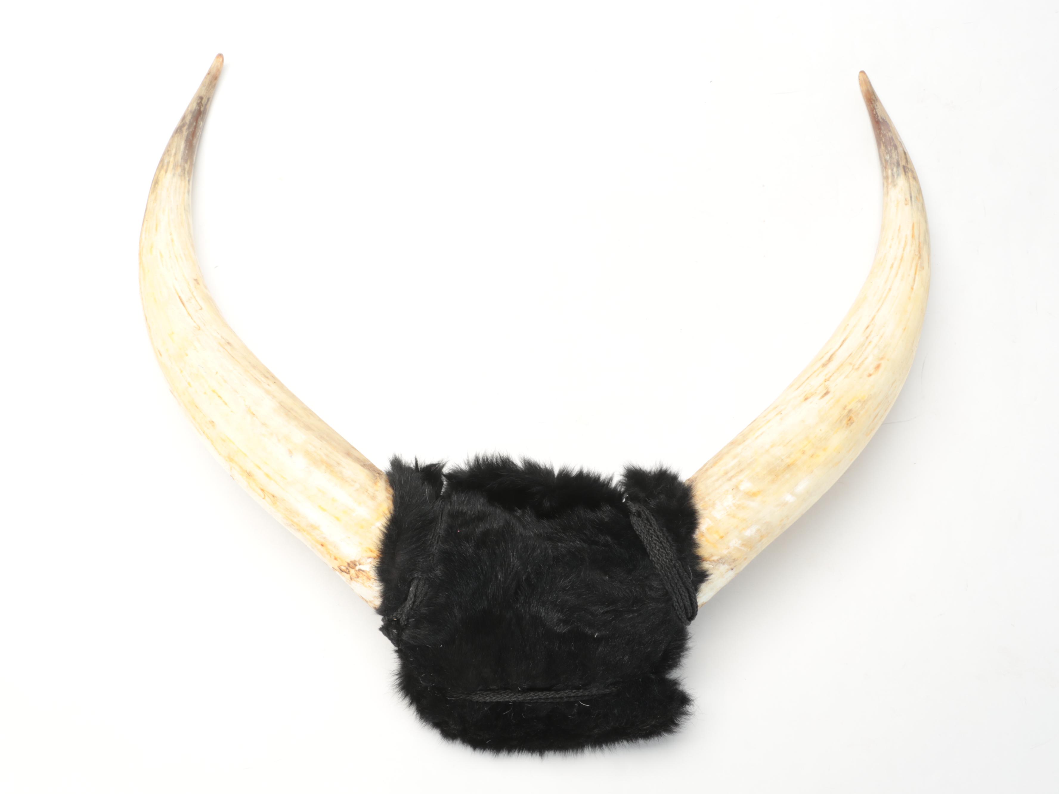 Mounted Ankole-Watusi Horns with Faux Fur Wrap