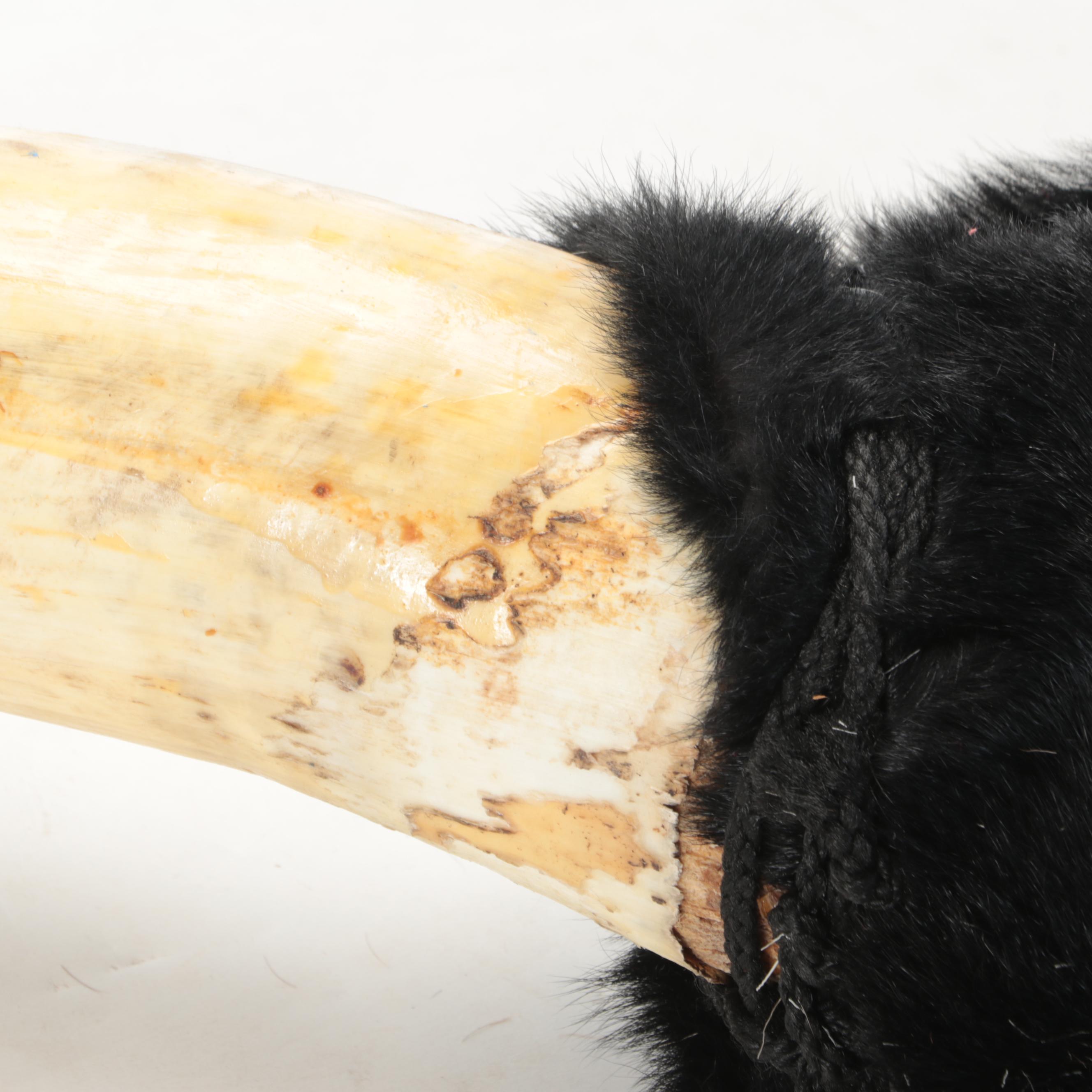 Mounted Ankole-Watusi Horns with Faux Fur Wrap