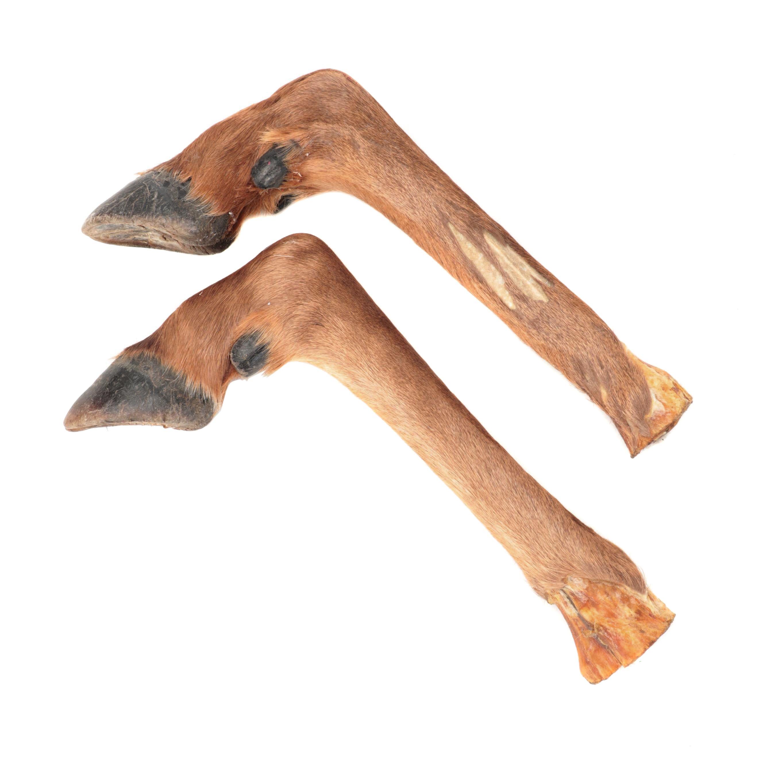 Pair of Taxidermy Elk Hooves for Gun Rack