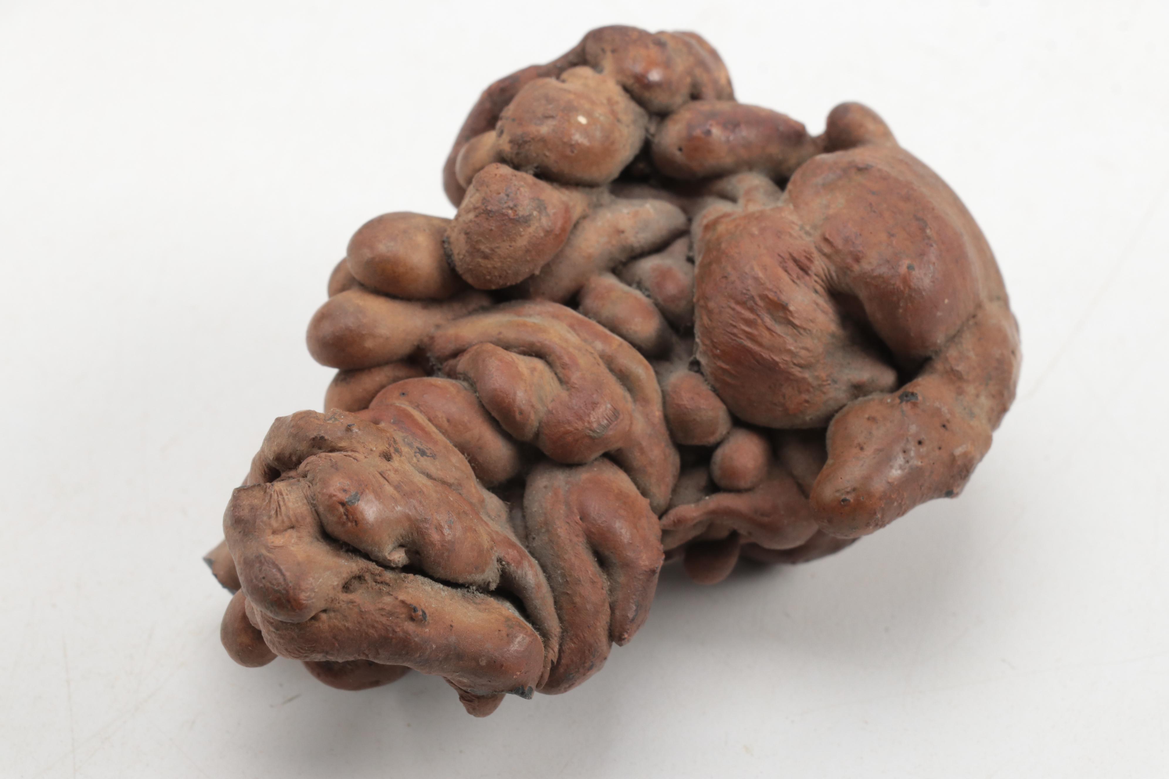 Coprolite and Hammerstone Specimens