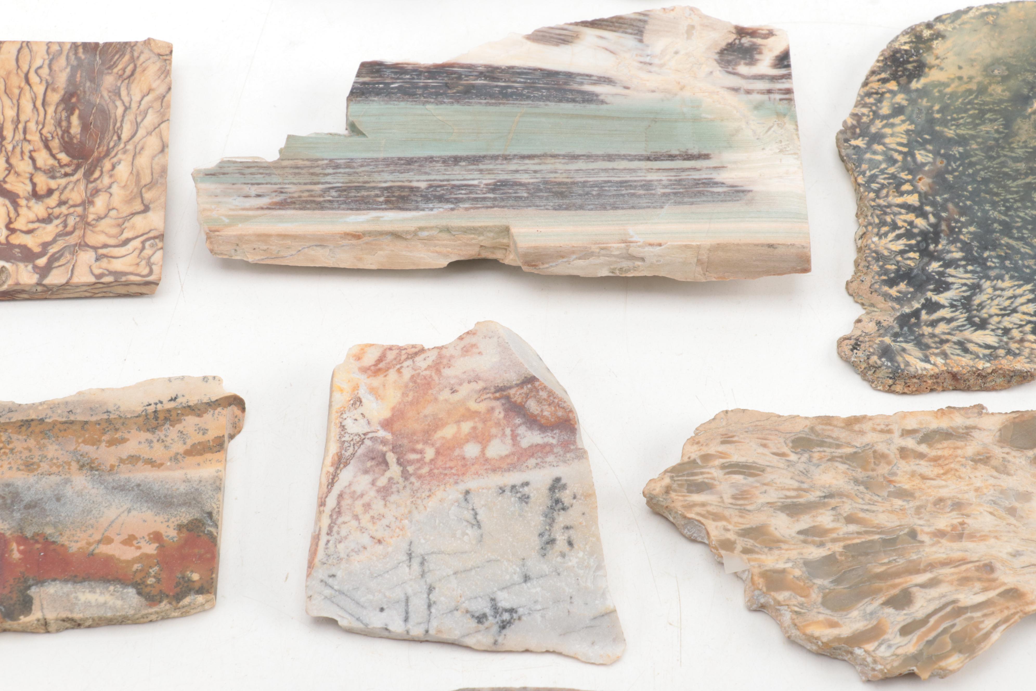 Jasper, Bauxite, Petrified Wood and Other Mineral Specimen Slices