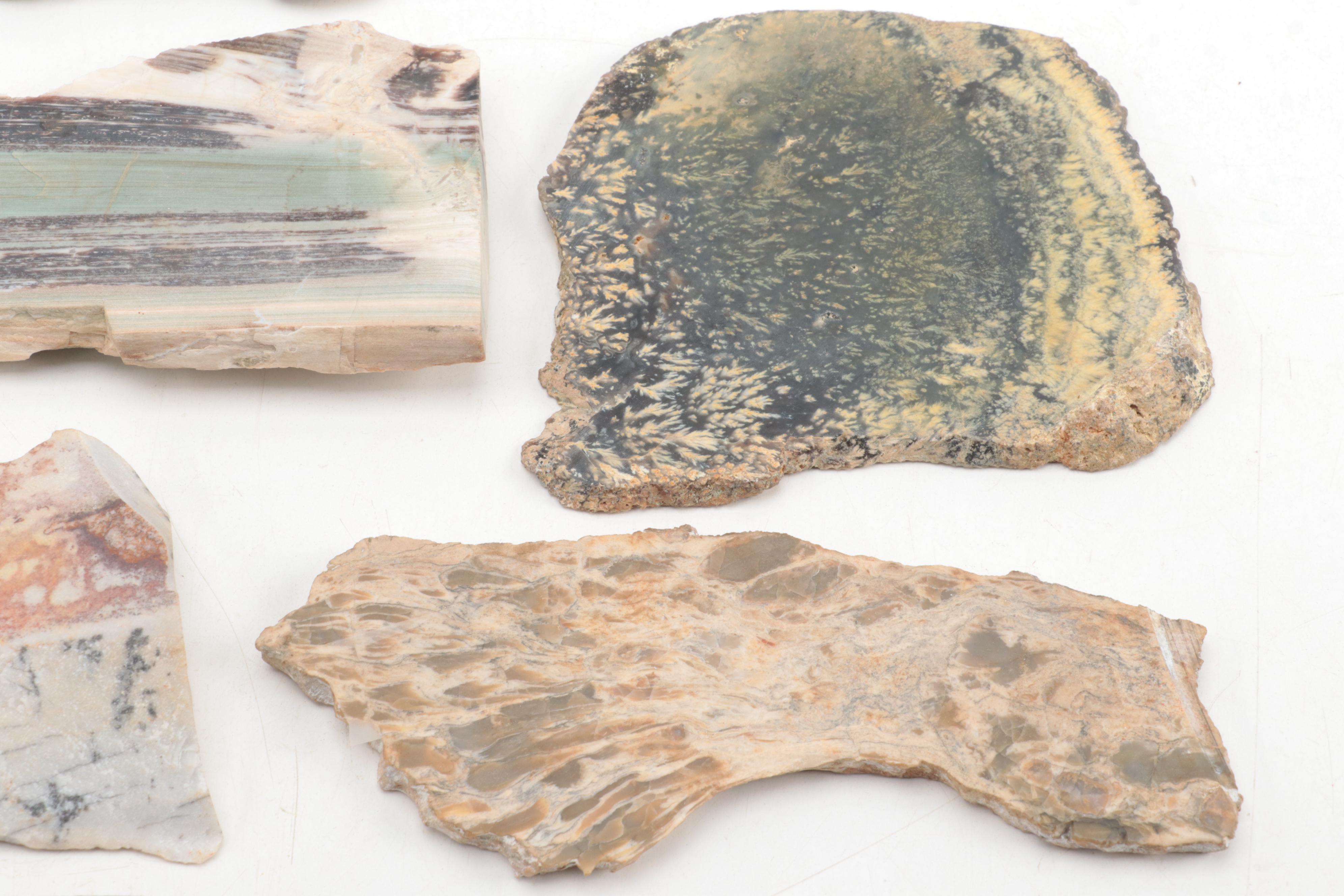 Jasper, Bauxite, Petrified Wood and Other Mineral Specimen Slices