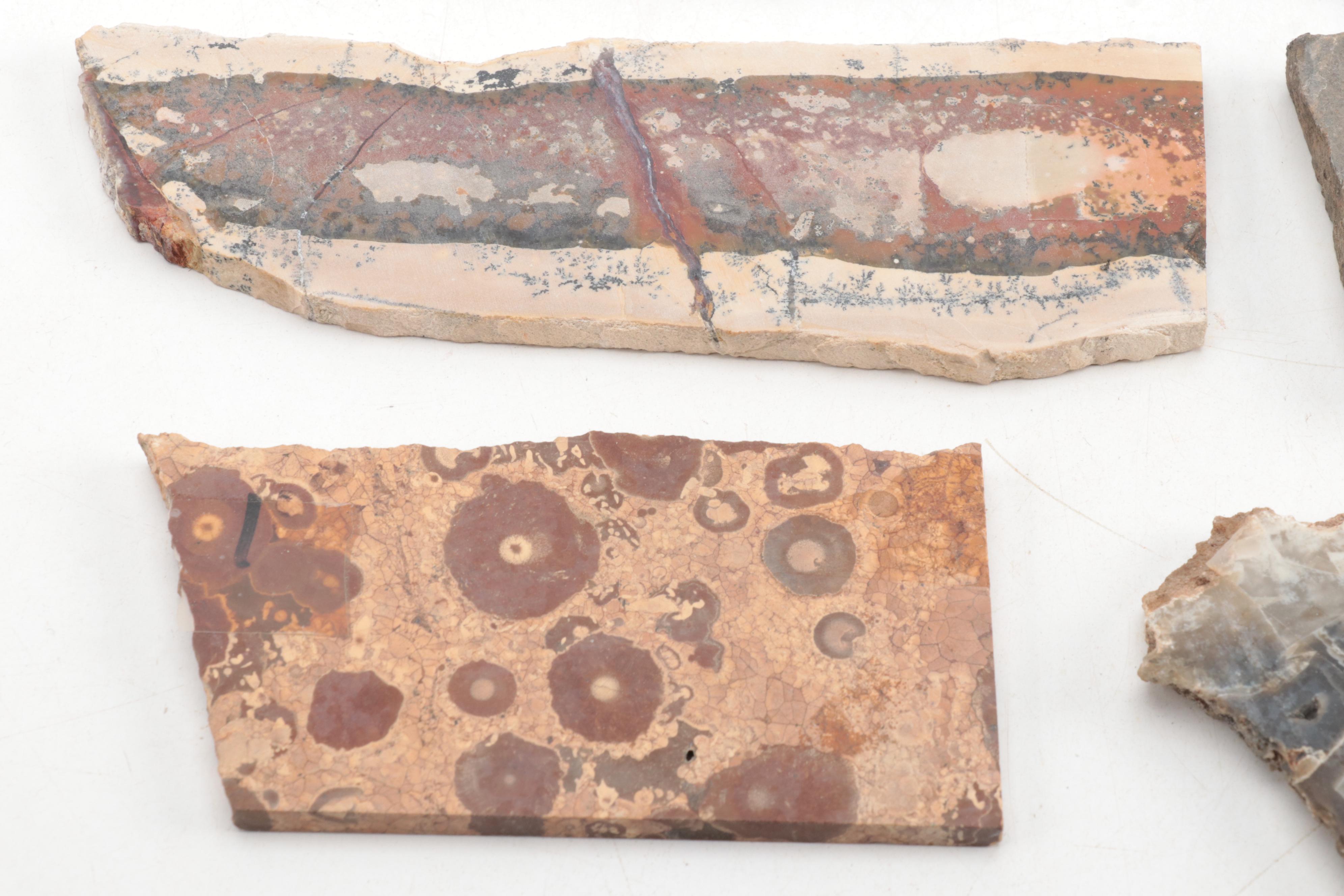 Jasper, Bauxite, Petrified Wood and Other Mineral Specimen Slices