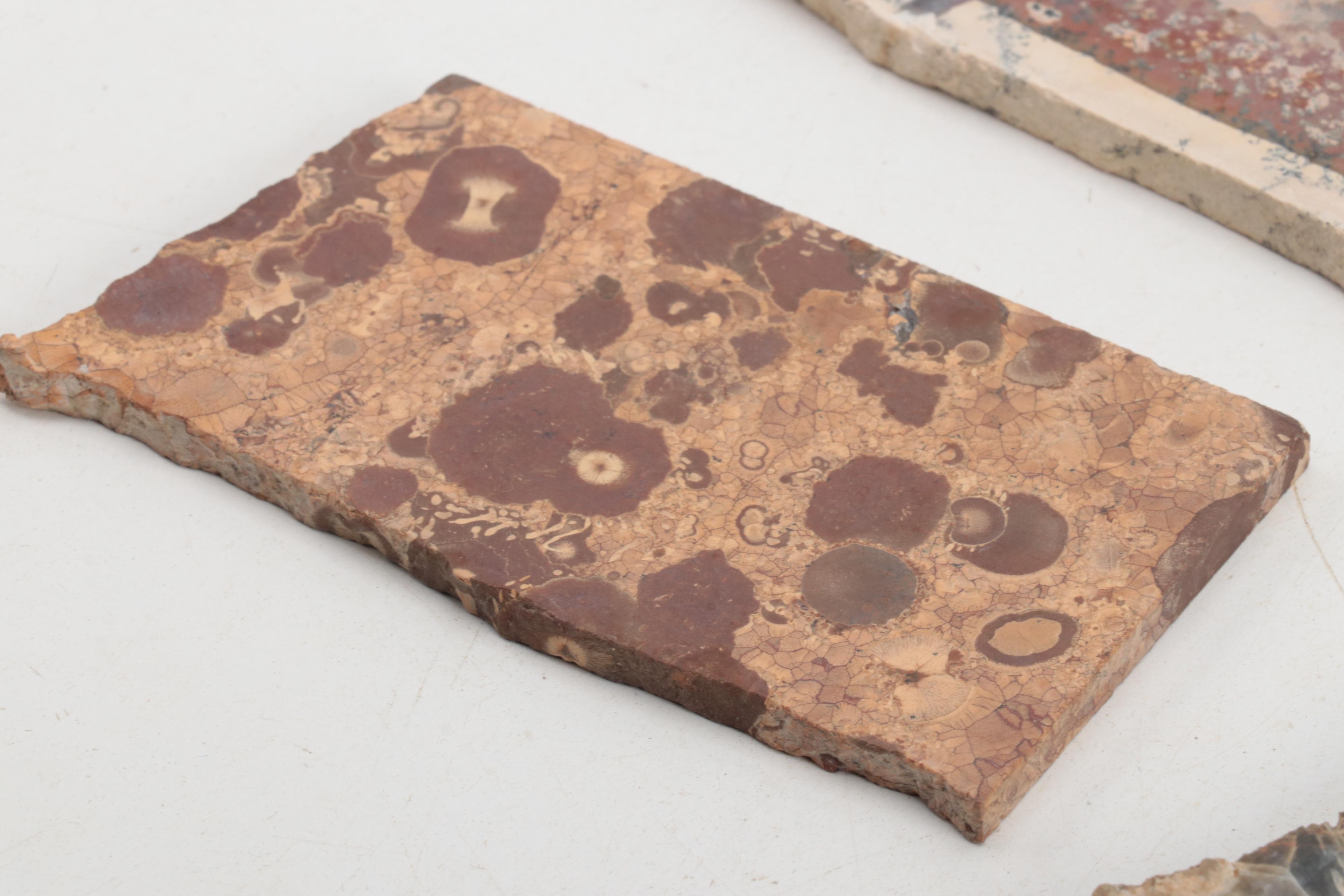 Jasper, Bauxite, Petrified Wood and Other Mineral Specimen Slices