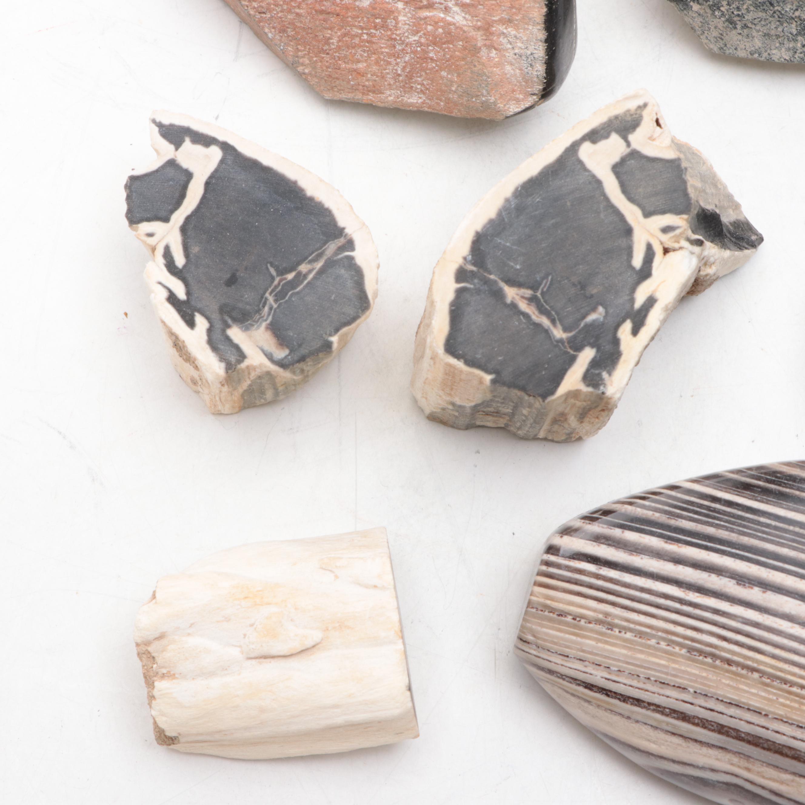 Polished and Rough Petrified Wood, Jasper, and Other Natural Specimens