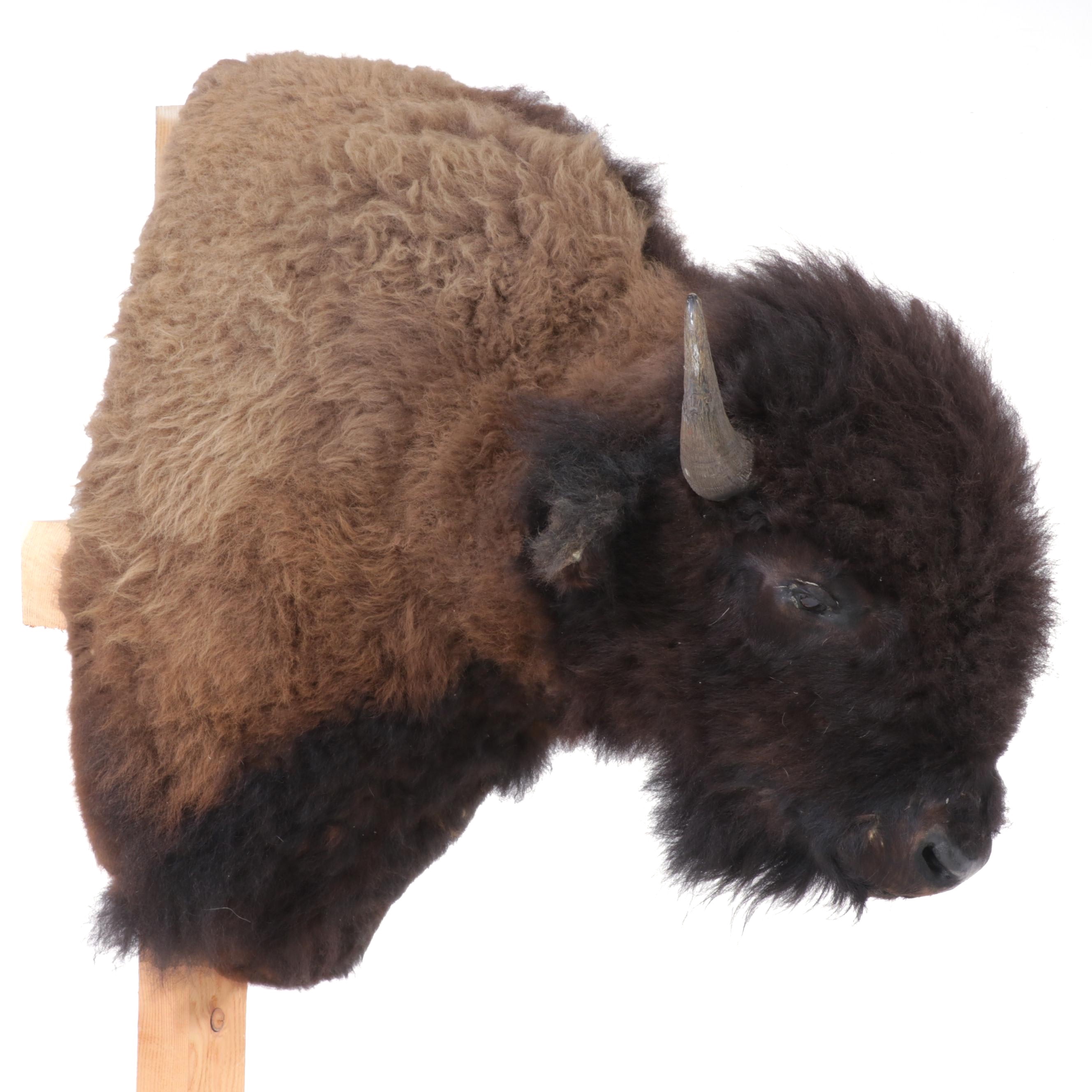 Taxidermy American Bison Shoulder Mount with Custom Pine Stand