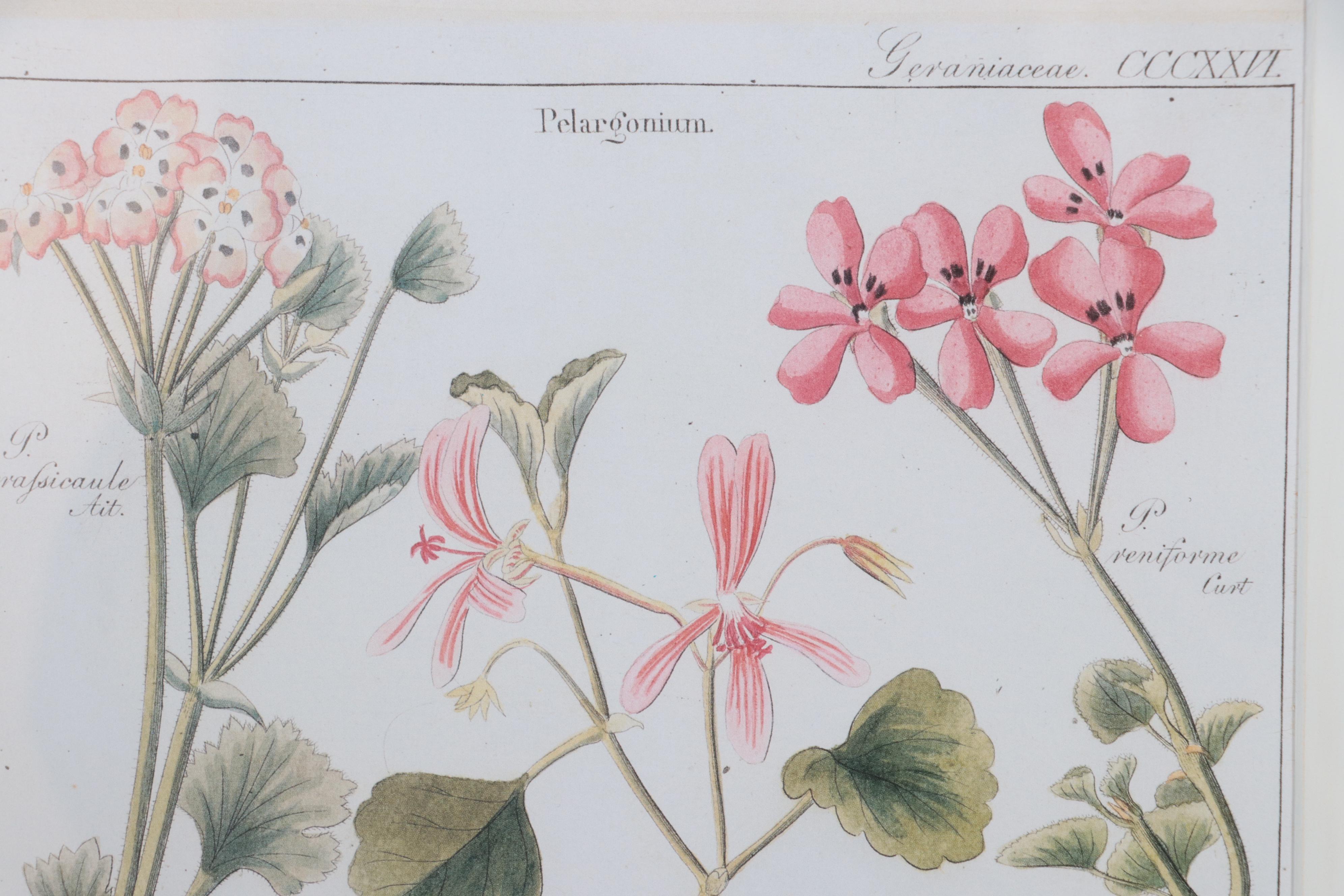 Giclées of Botanical Illustrations, 21st Century