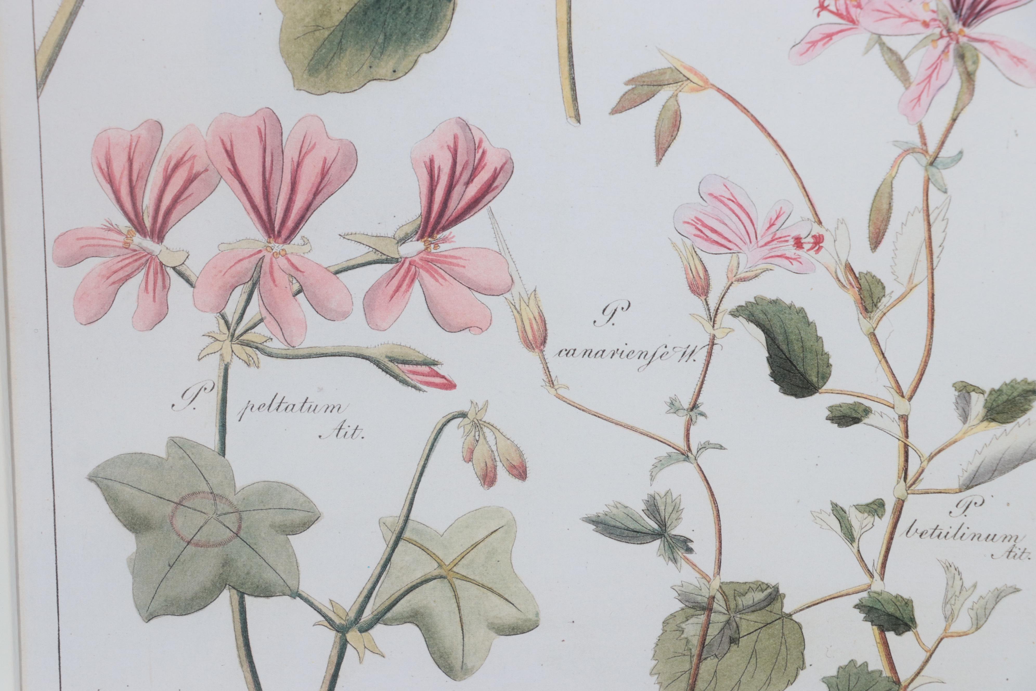 Giclées of Botanical Illustrations, 21st Century