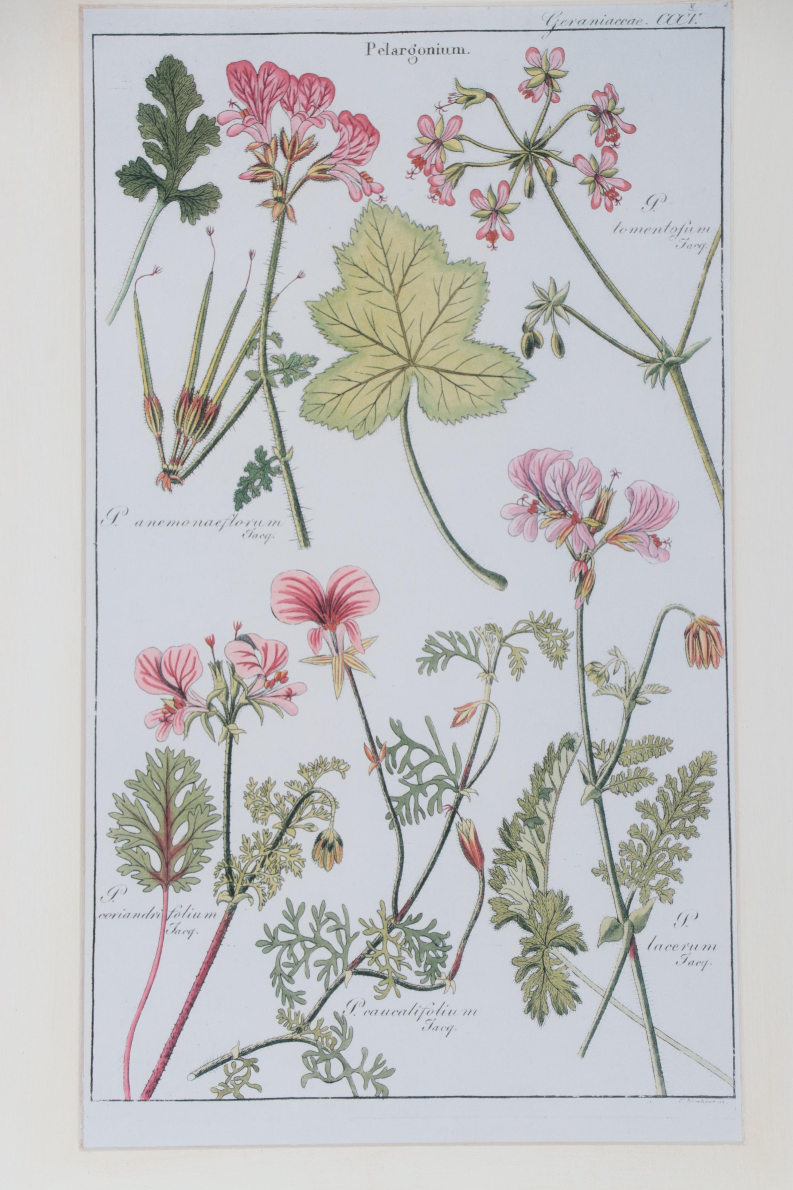 Giclées of Botanical Illustrations, 21st Century
