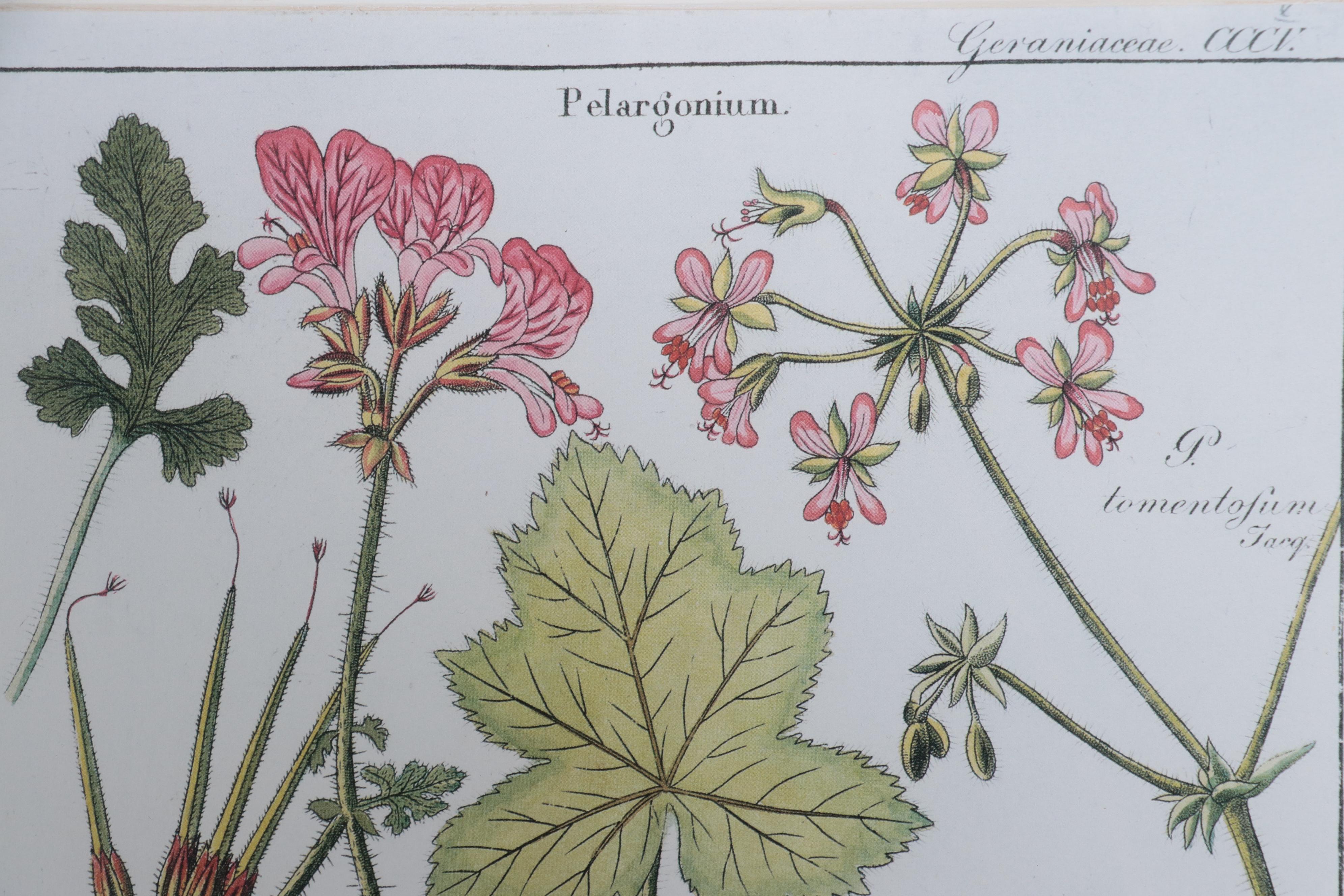 Giclées of Botanical Illustrations, 21st Century