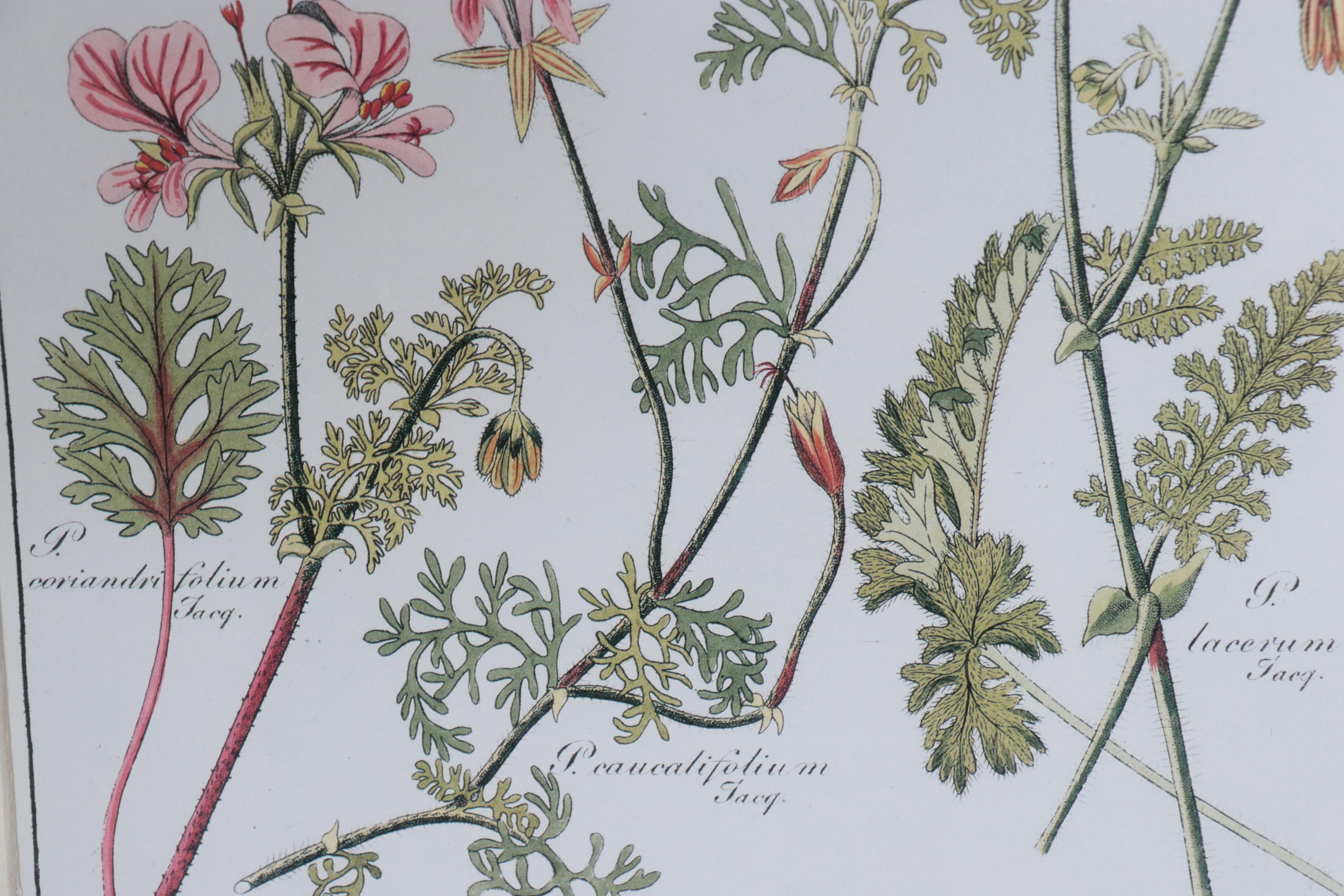Giclées of Botanical Illustrations, 21st Century