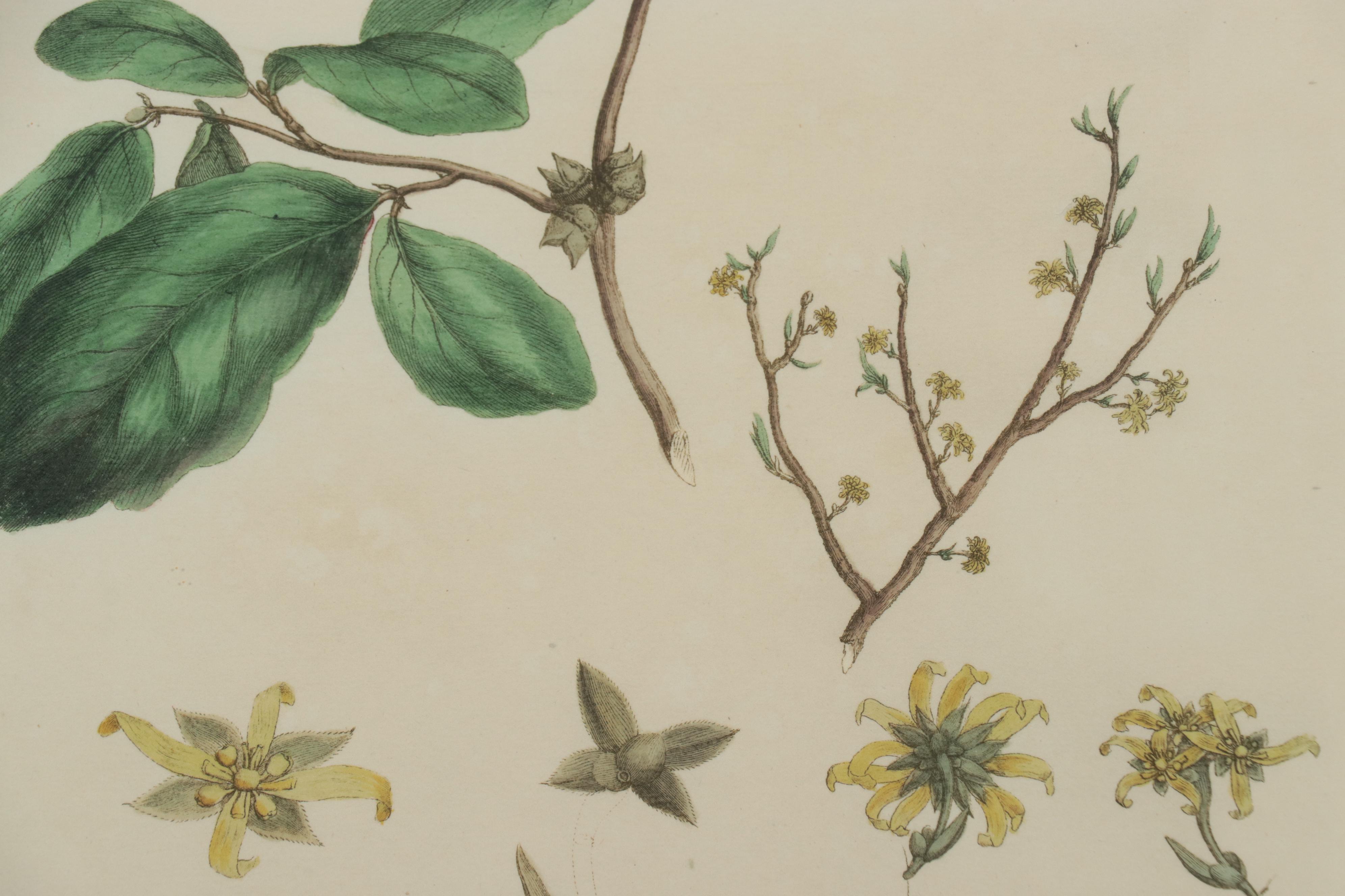 Giclées of Botanical Illustrations, 21st Century
