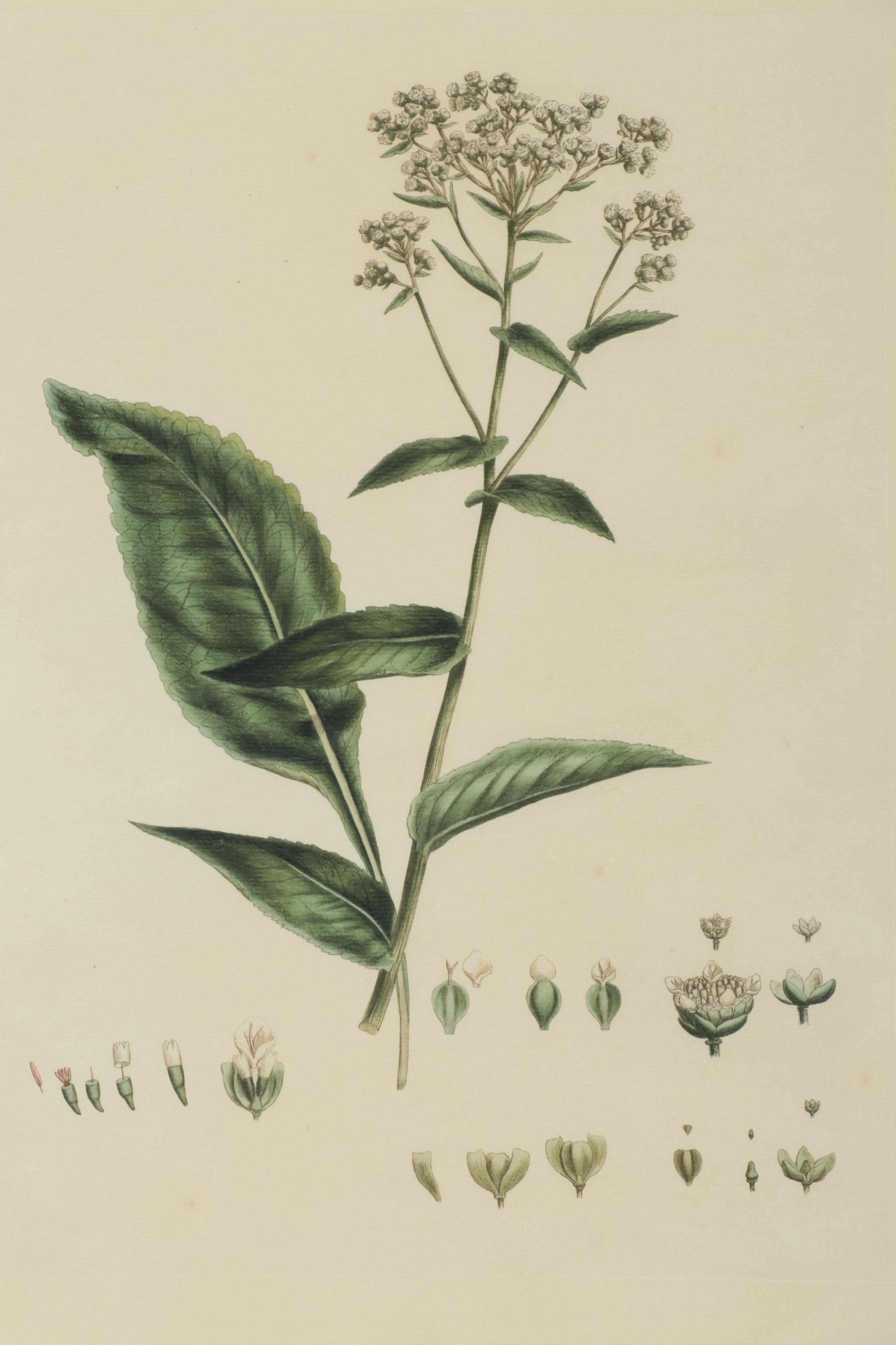 Giclées of Botanical Illustrations, 21st Century
