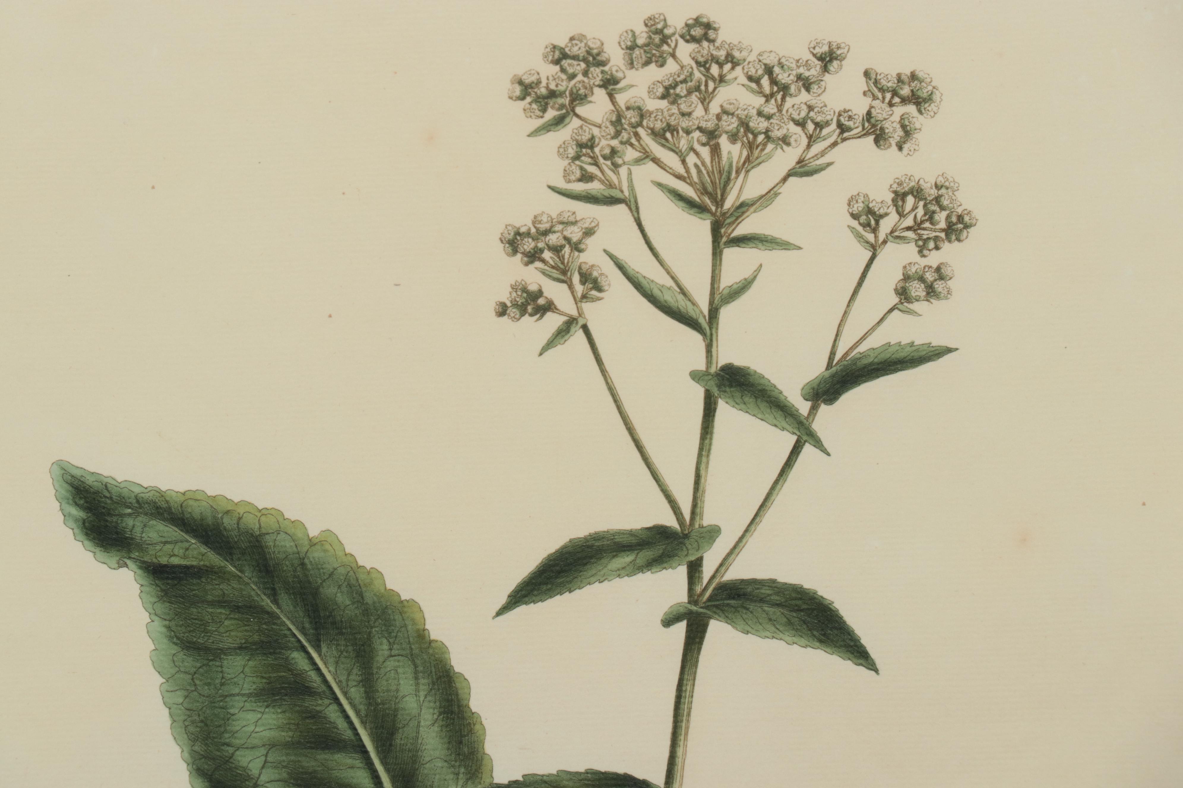 Giclées of Botanical Illustrations, 21st Century