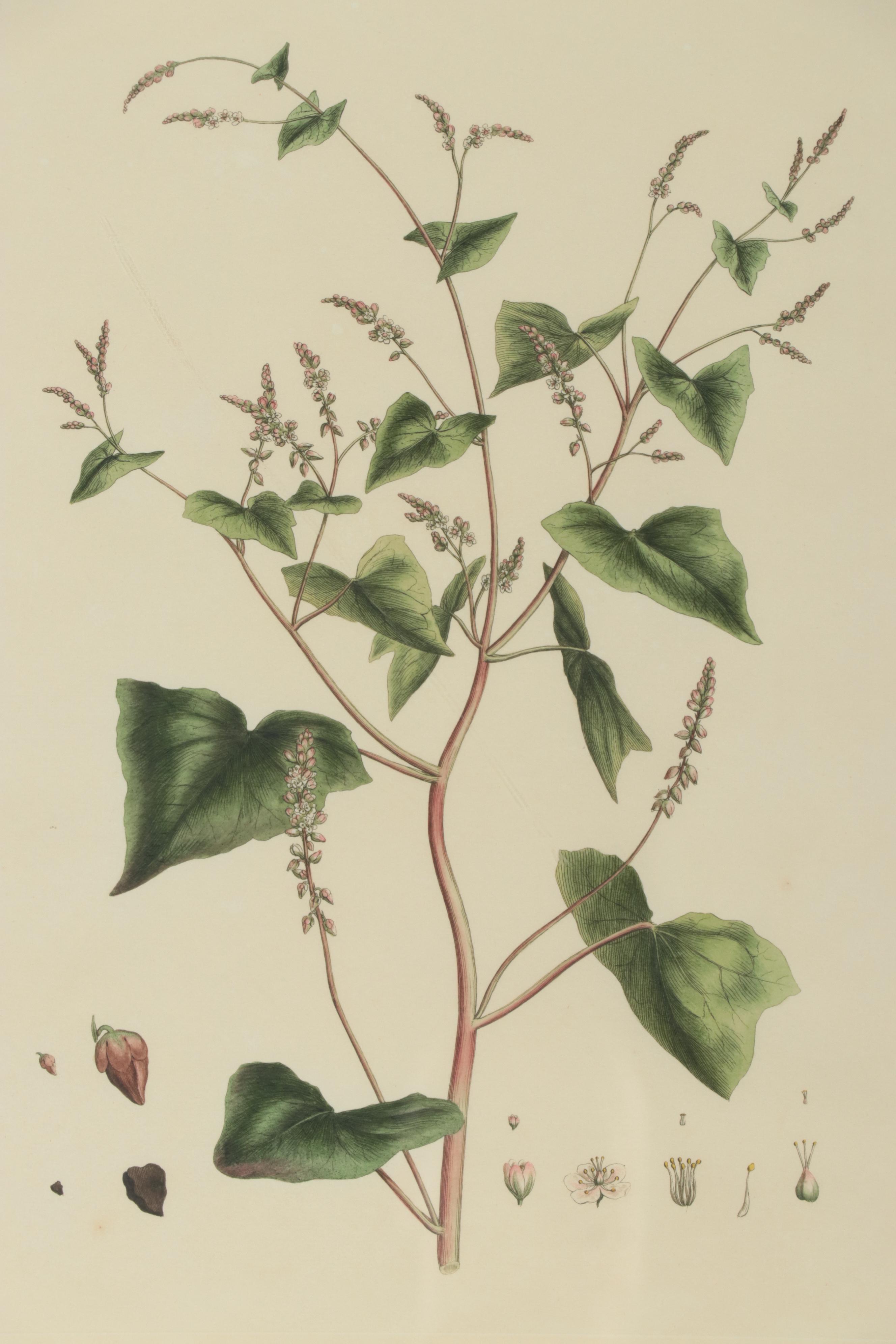 Giclées of Botanical Illustrations, 21st Century