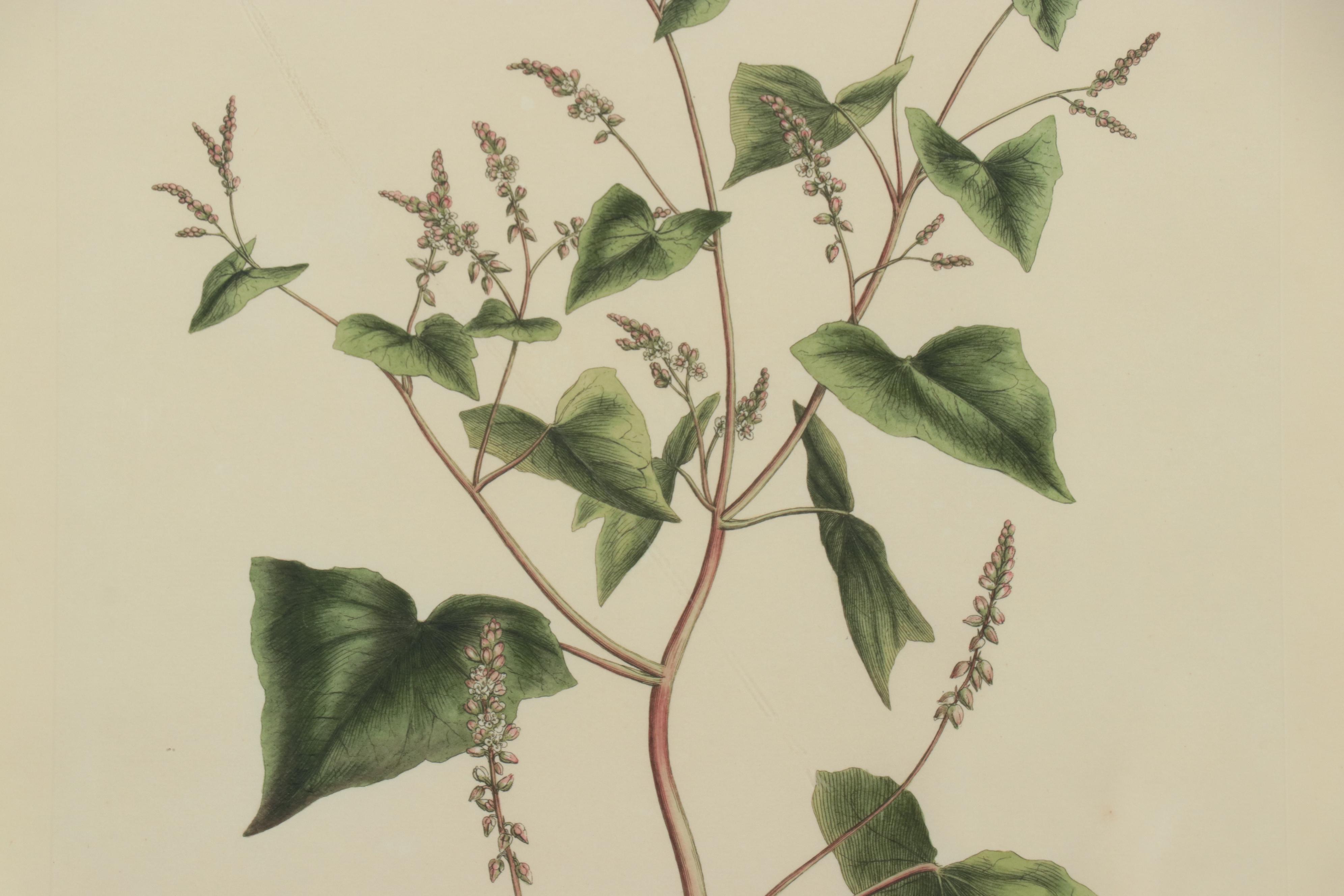 Giclées of Botanical Illustrations, 21st Century