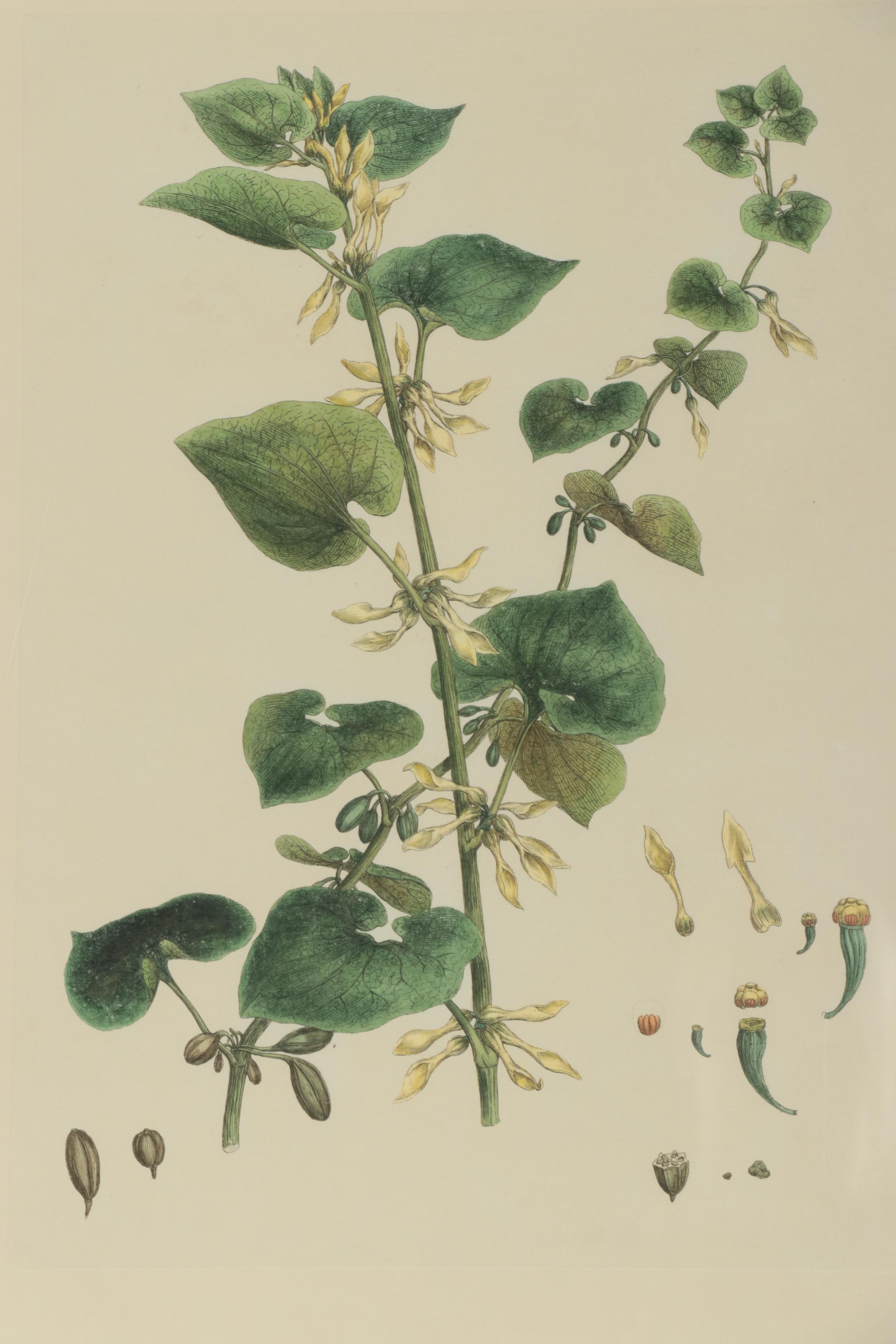 Giclées of Botanical Illustrations, 21st Century