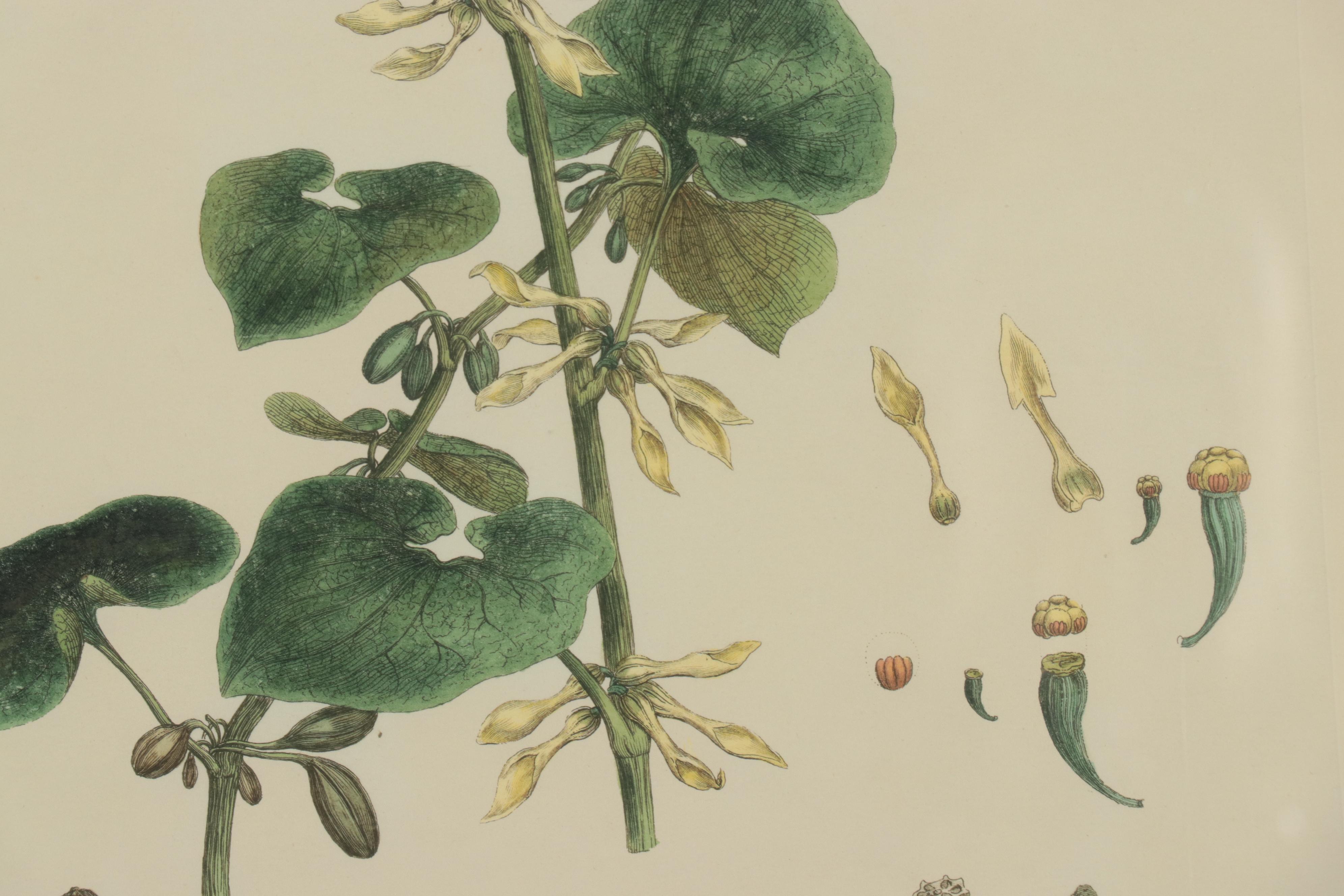 Giclées of Botanical Illustrations, 21st Century