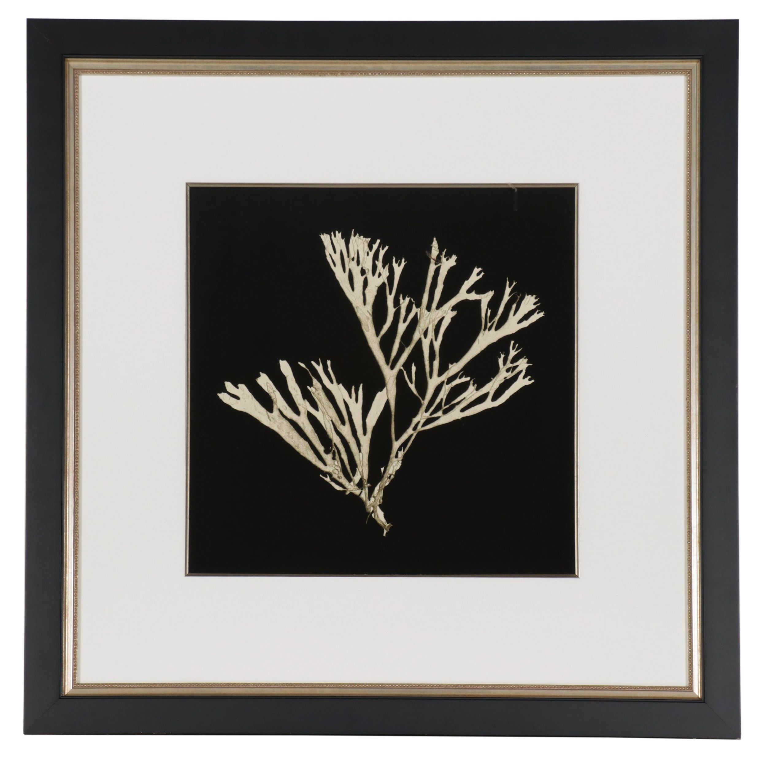 Giclées of Coral, 21st Century