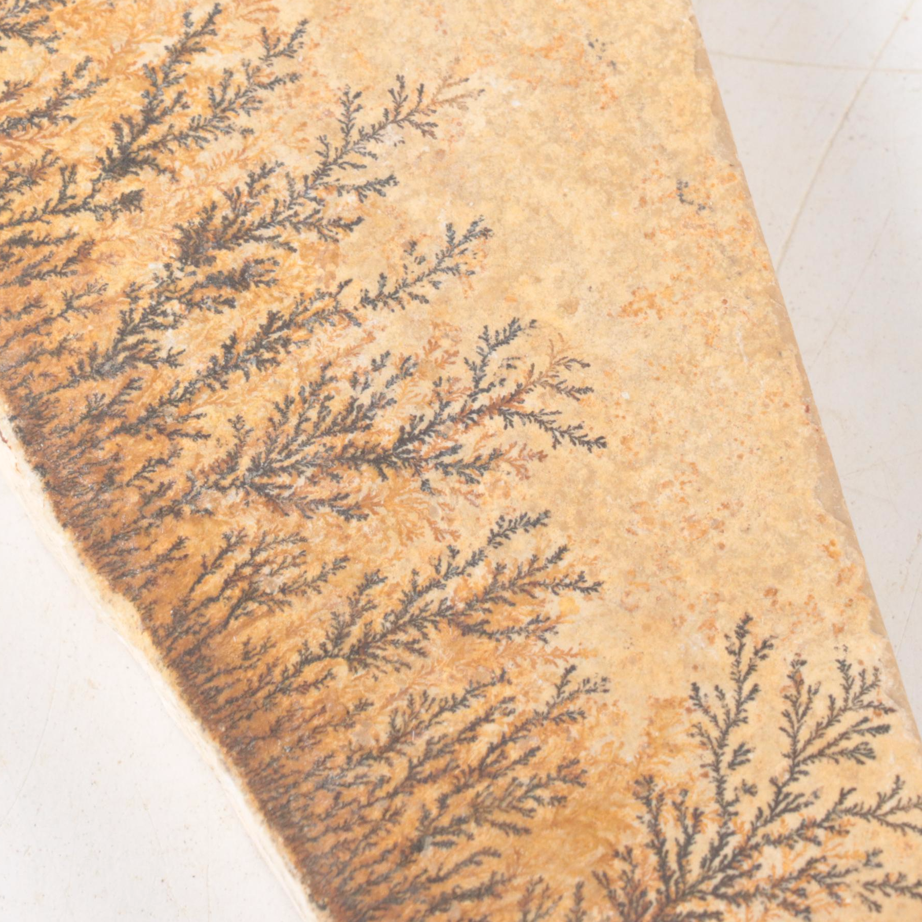 Siltstone Maprock and Plant Fossil Fragments