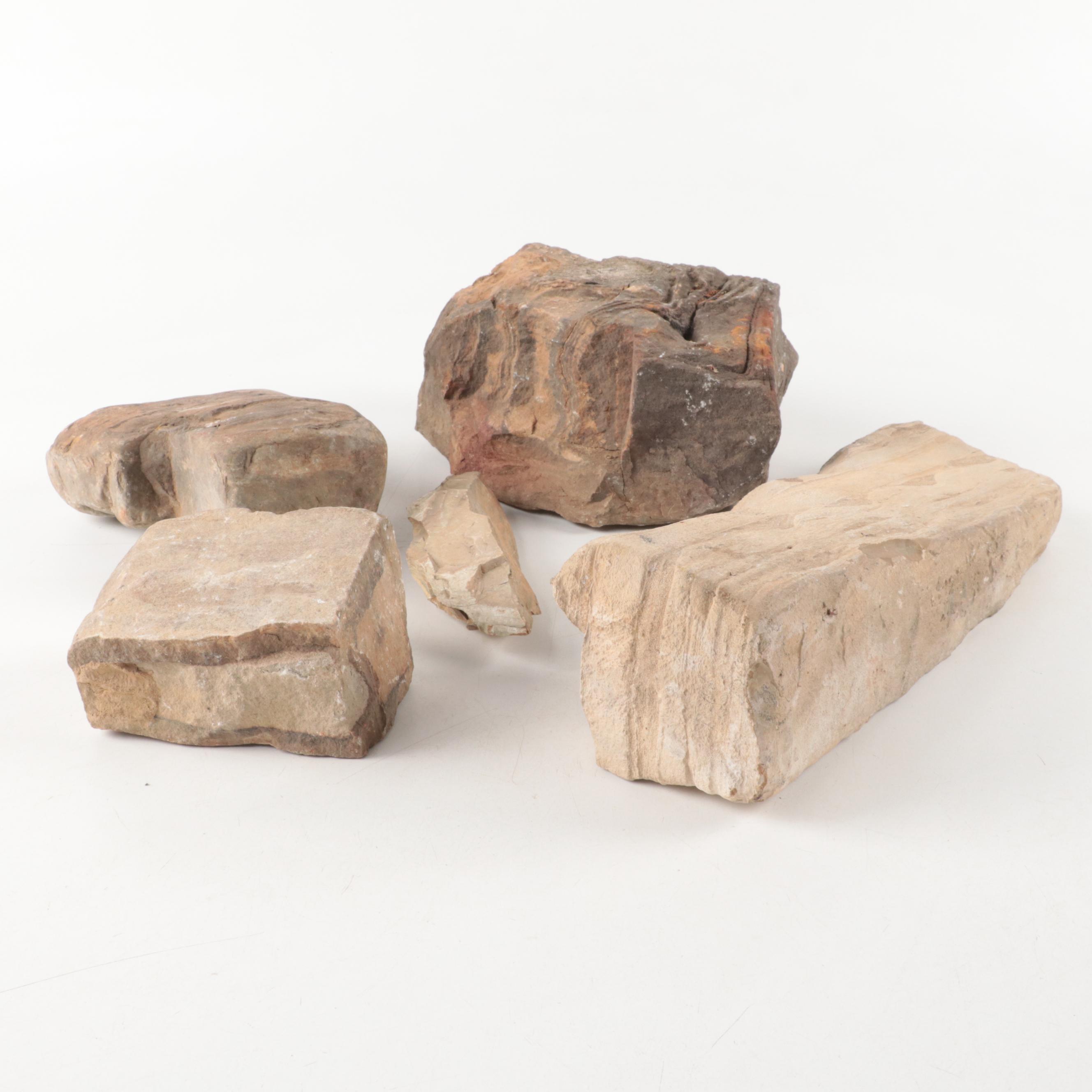 Petrified Wood Specimens