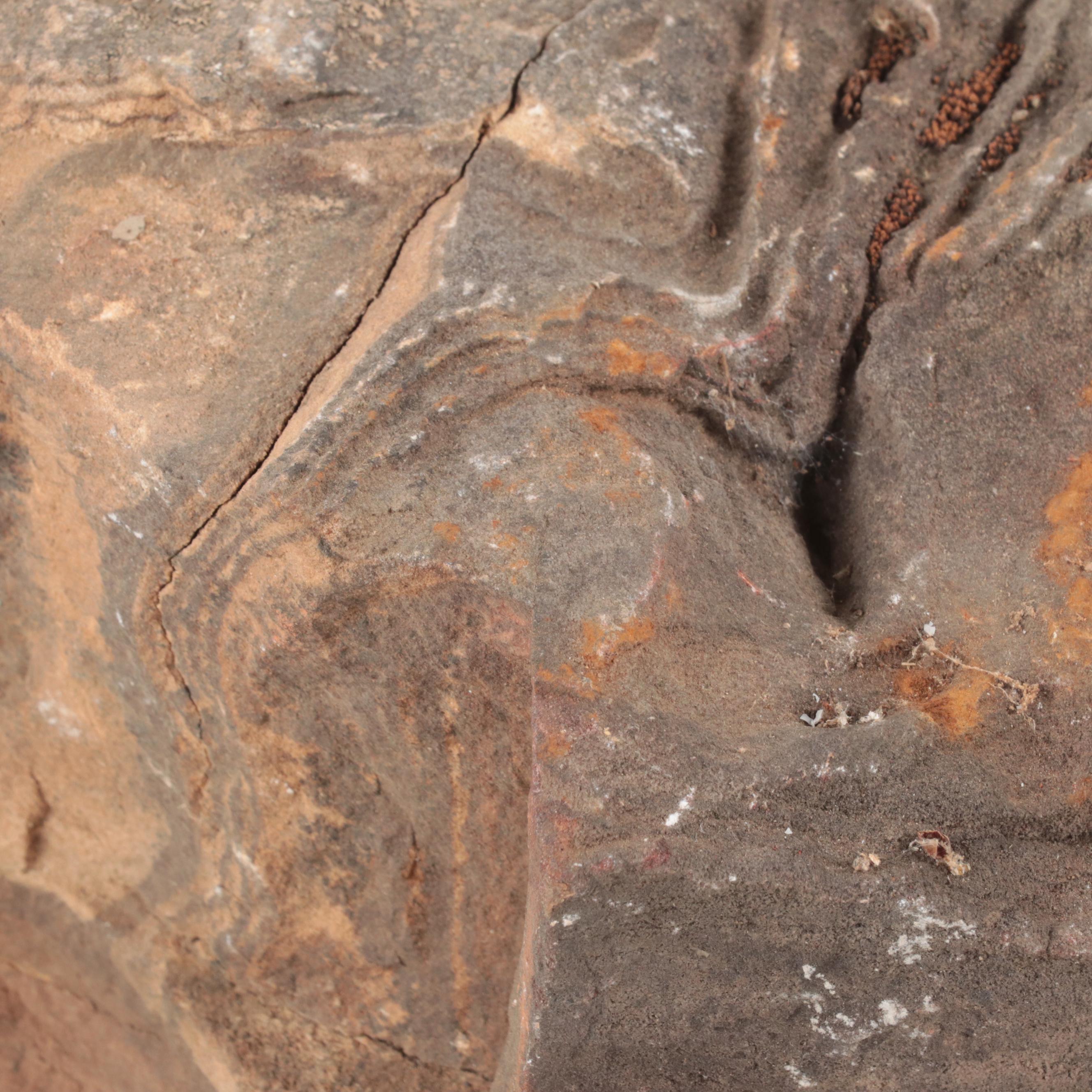 Petrified Wood Specimens