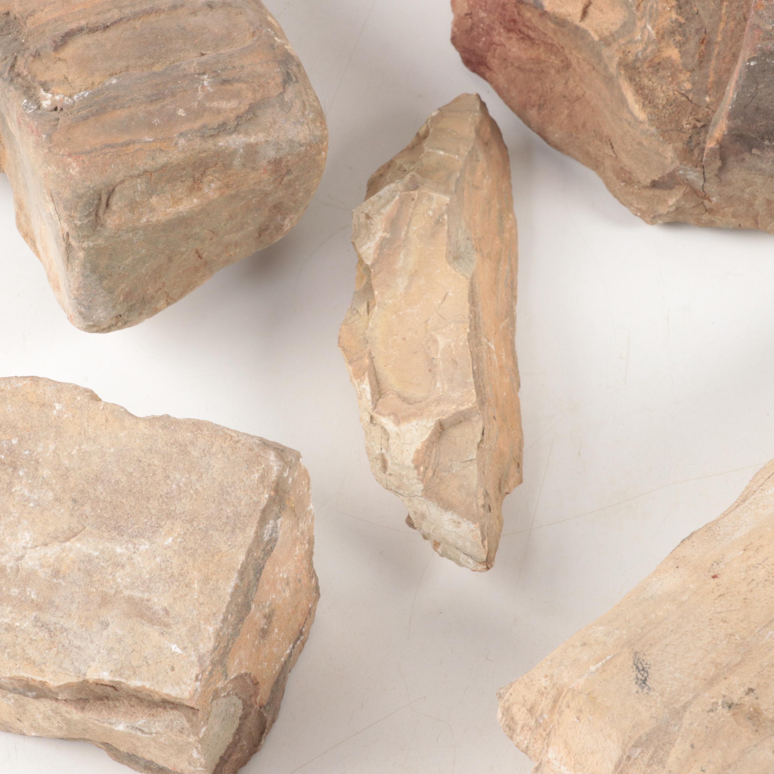 Petrified Wood Specimens