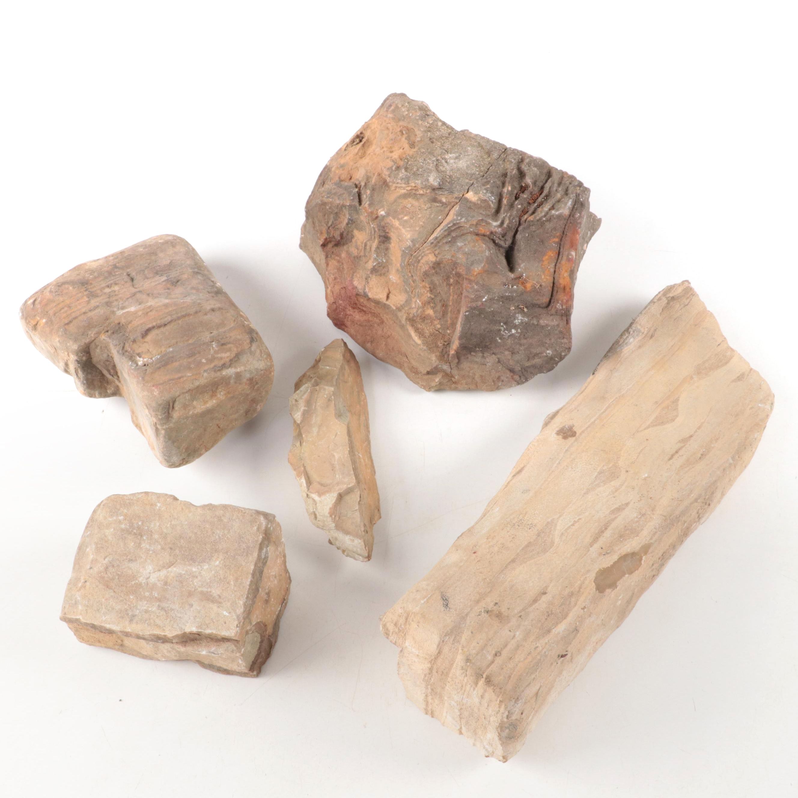 Petrified Wood Specimens
