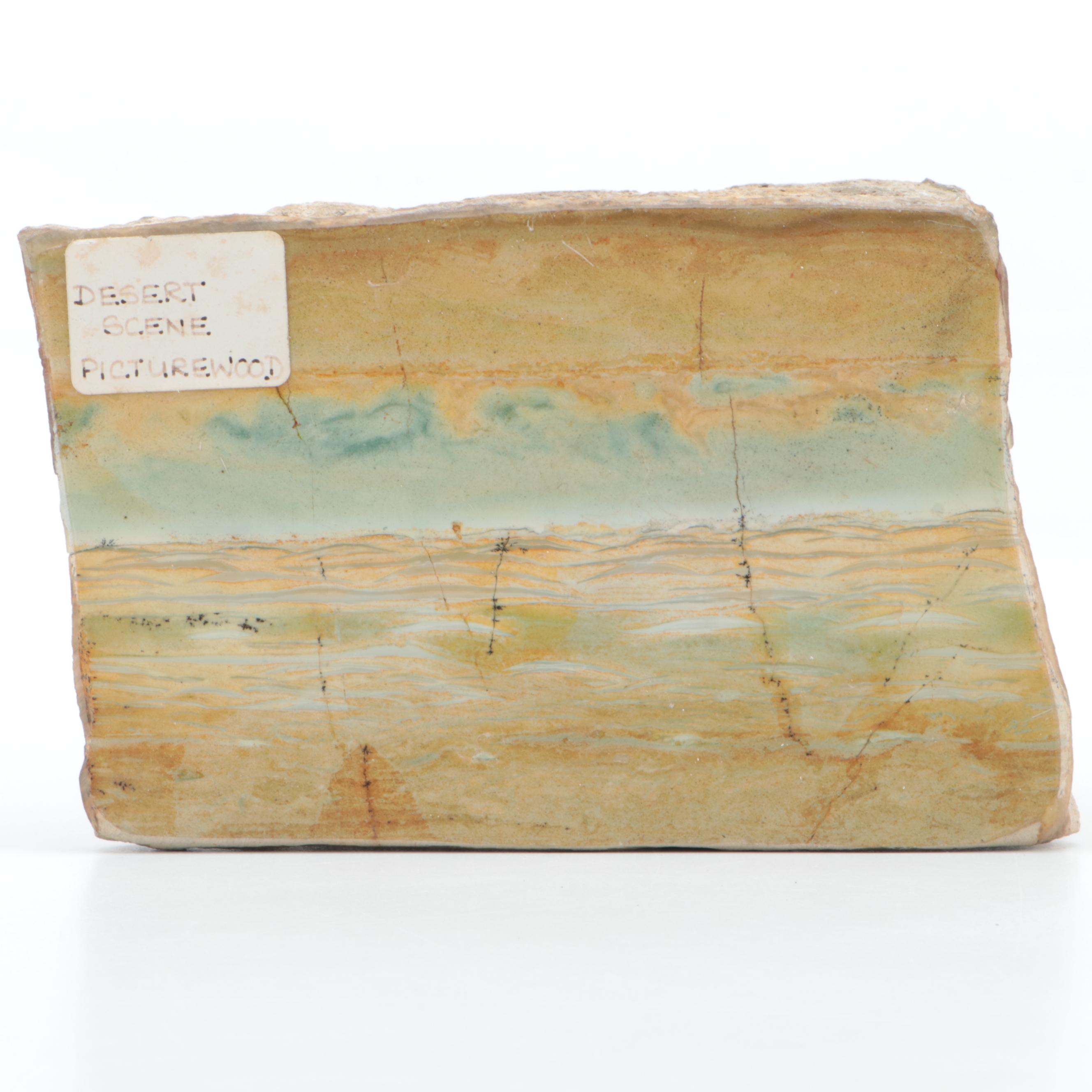 Polished Polychrome Petrified Wood Specimen