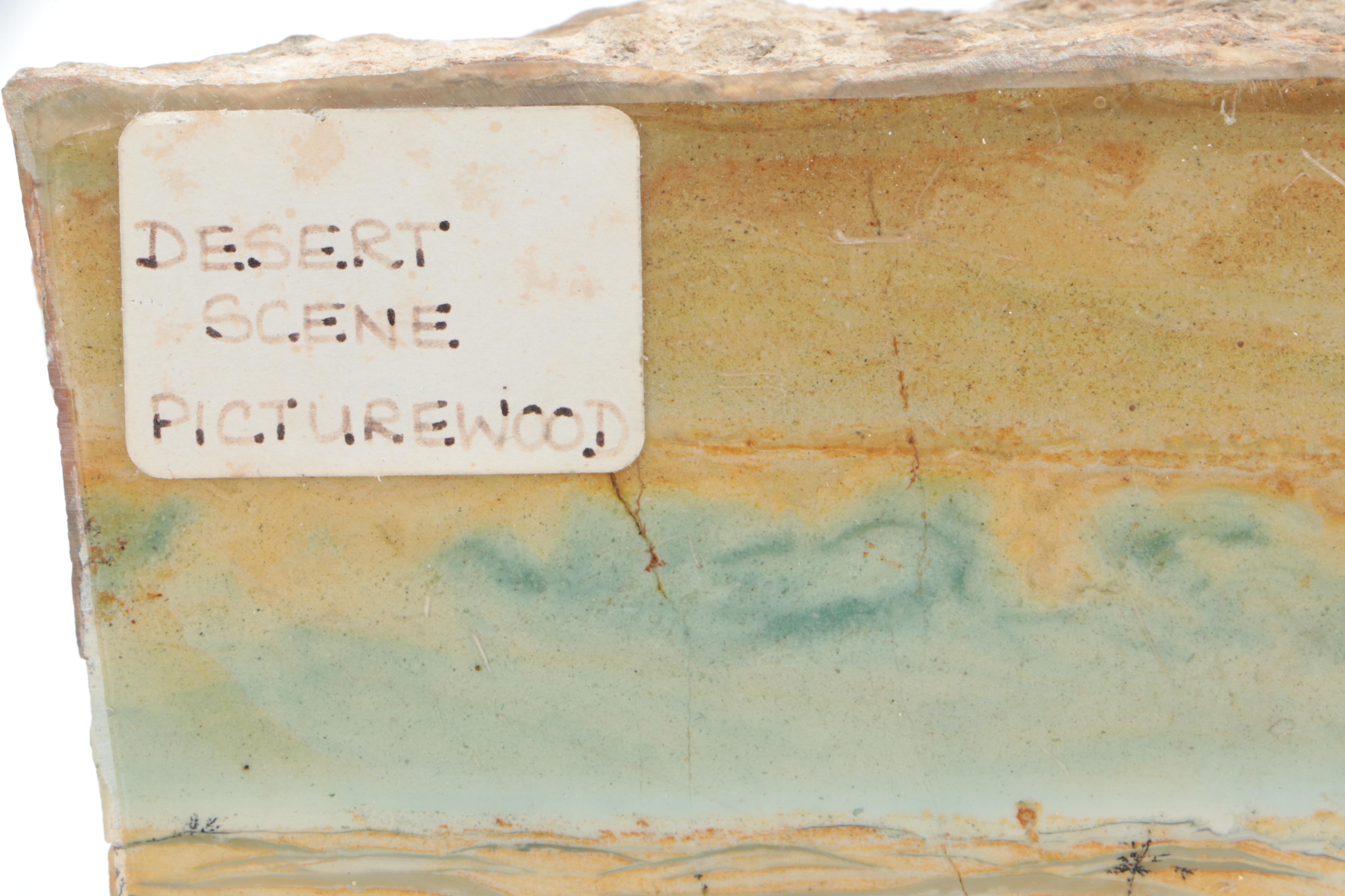 Polished Polychrome Petrified Wood Specimen