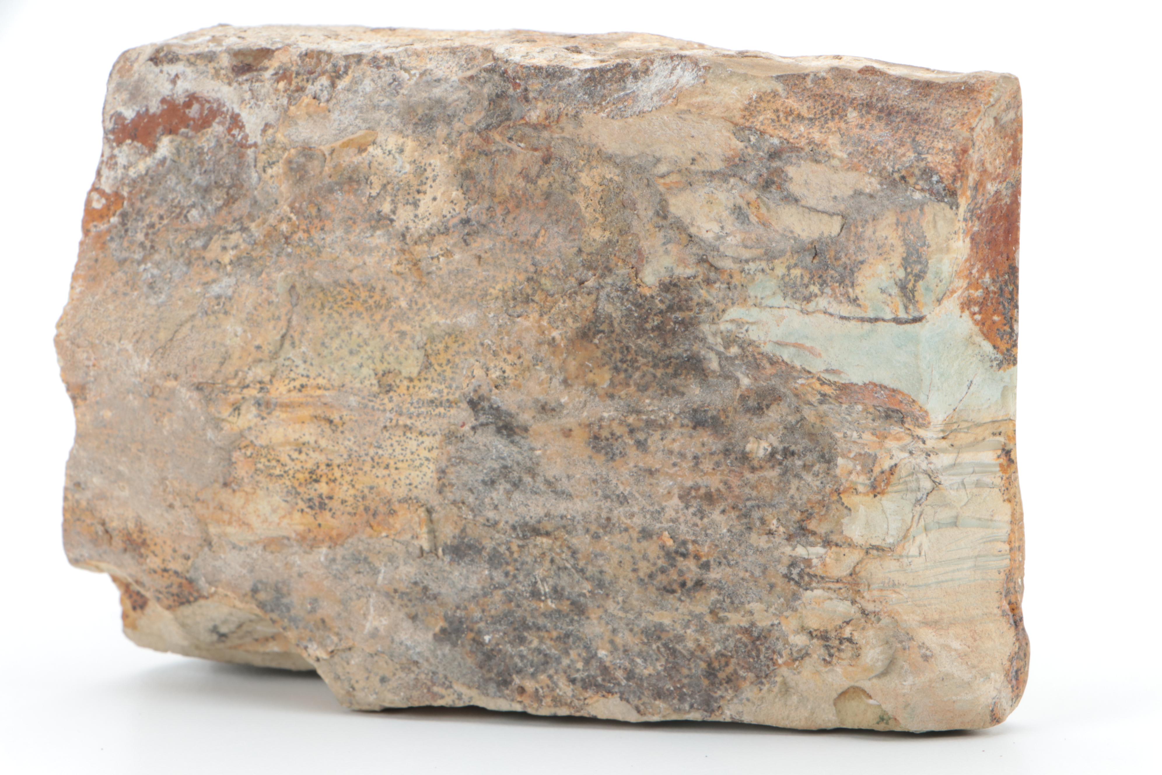 Polished Polychrome Petrified Wood Specimen