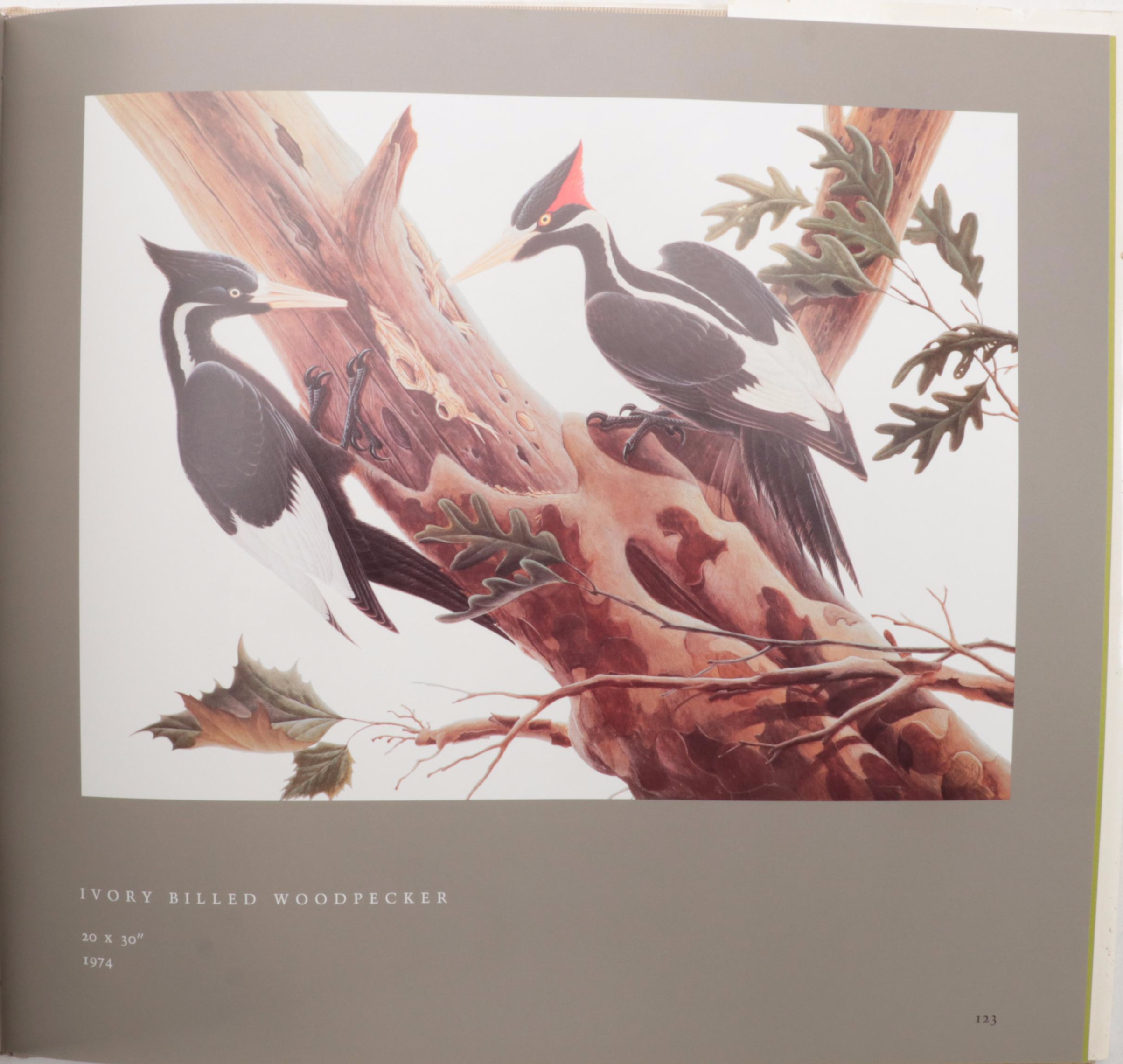 Signed "In the Audubon Tradition" by John A. Ruthven, 1994