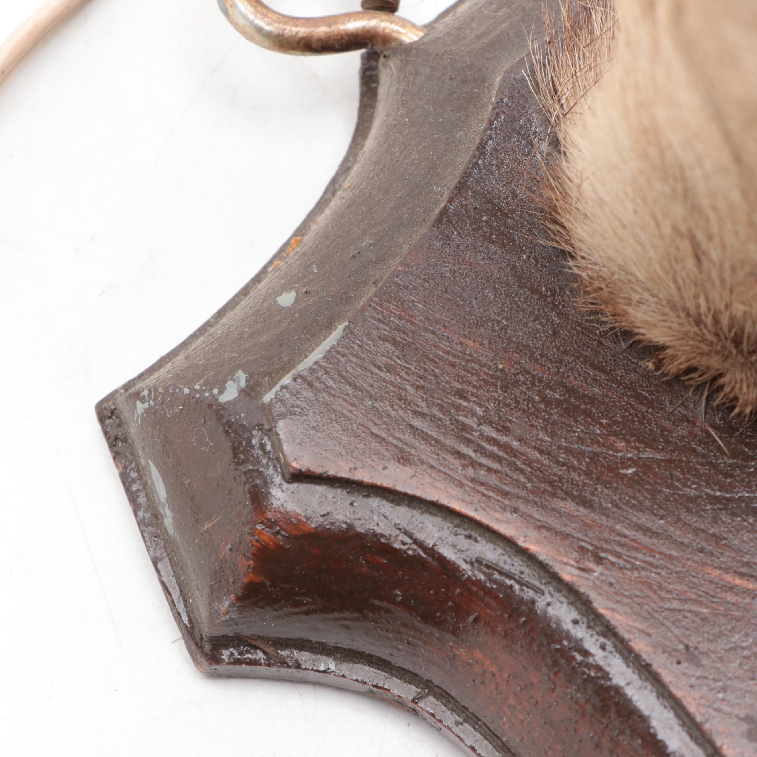 Taxidermy Deer Hoof Wall Lamp, Mid to Late 20th Century