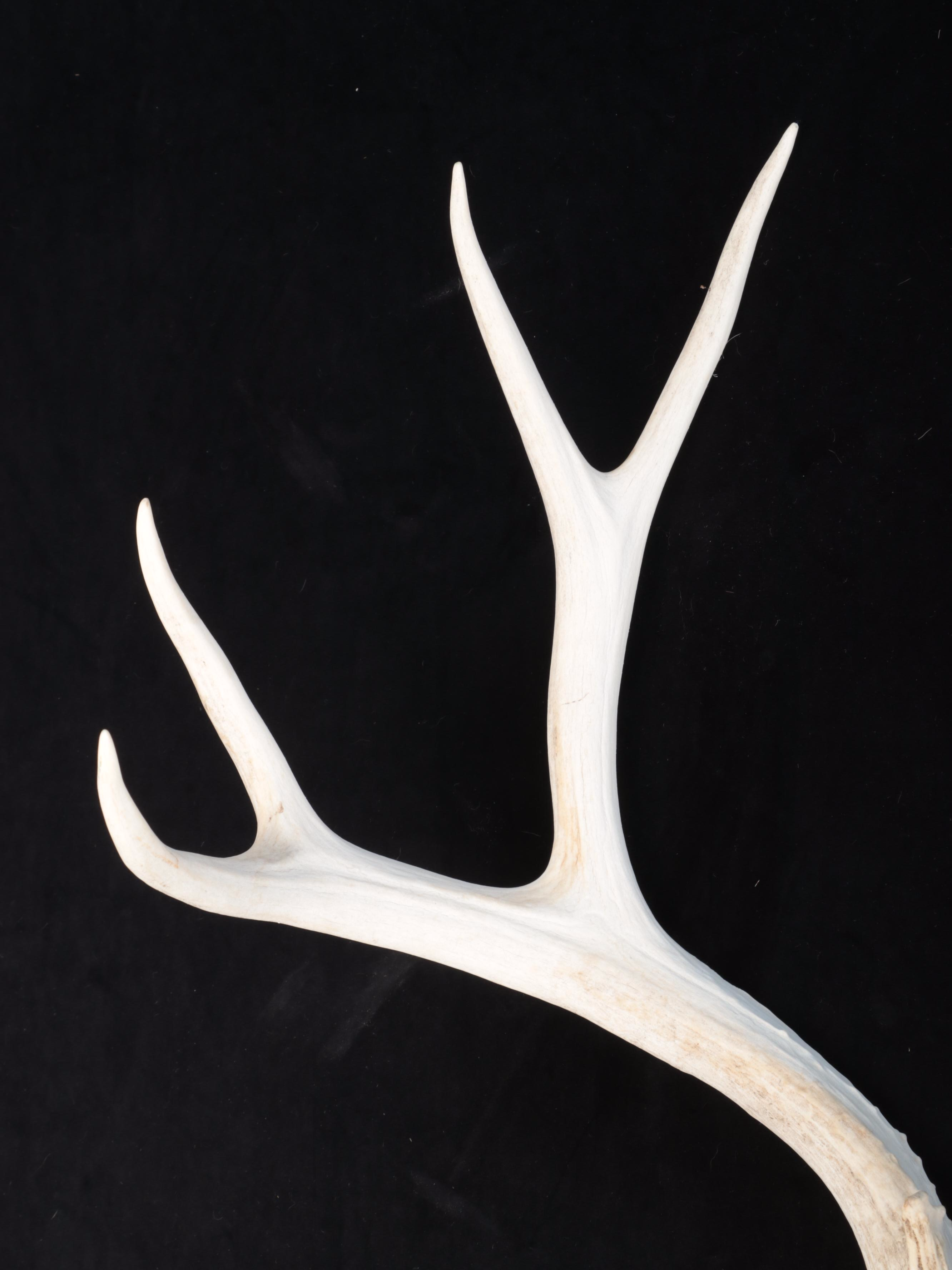 White-Tailed Deer Antlers With Skull Caps