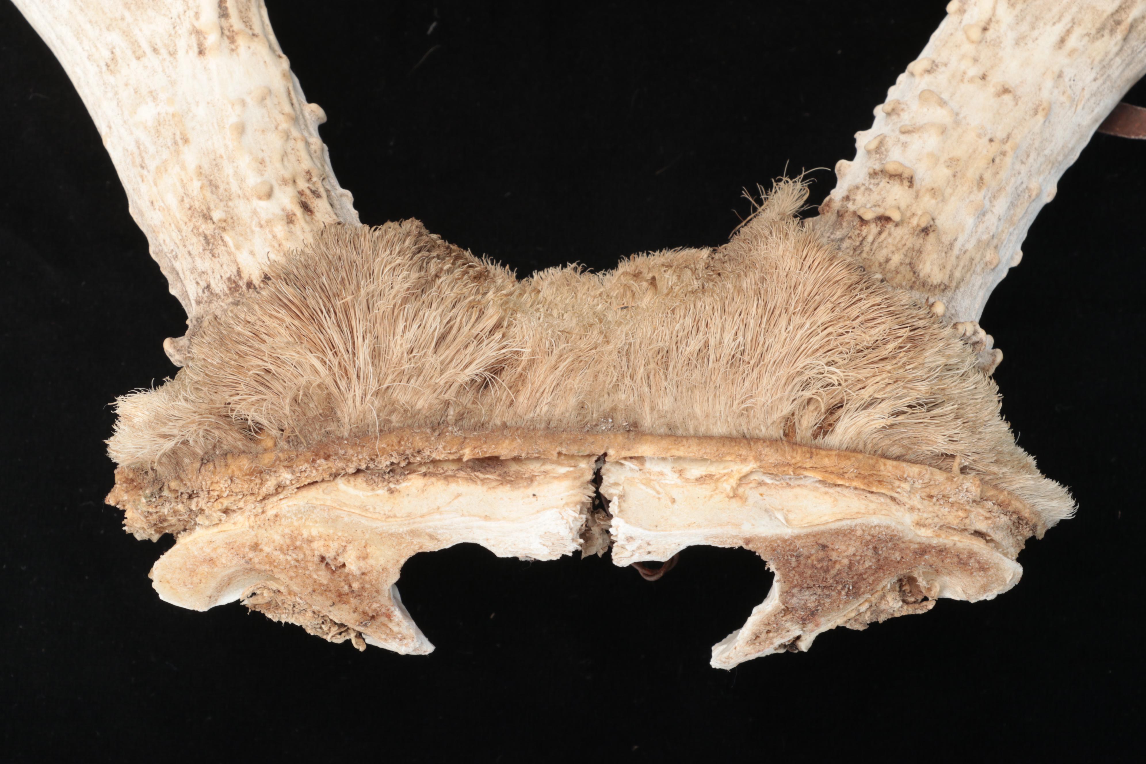 White-Tailed Deer Antlers With Skull Caps