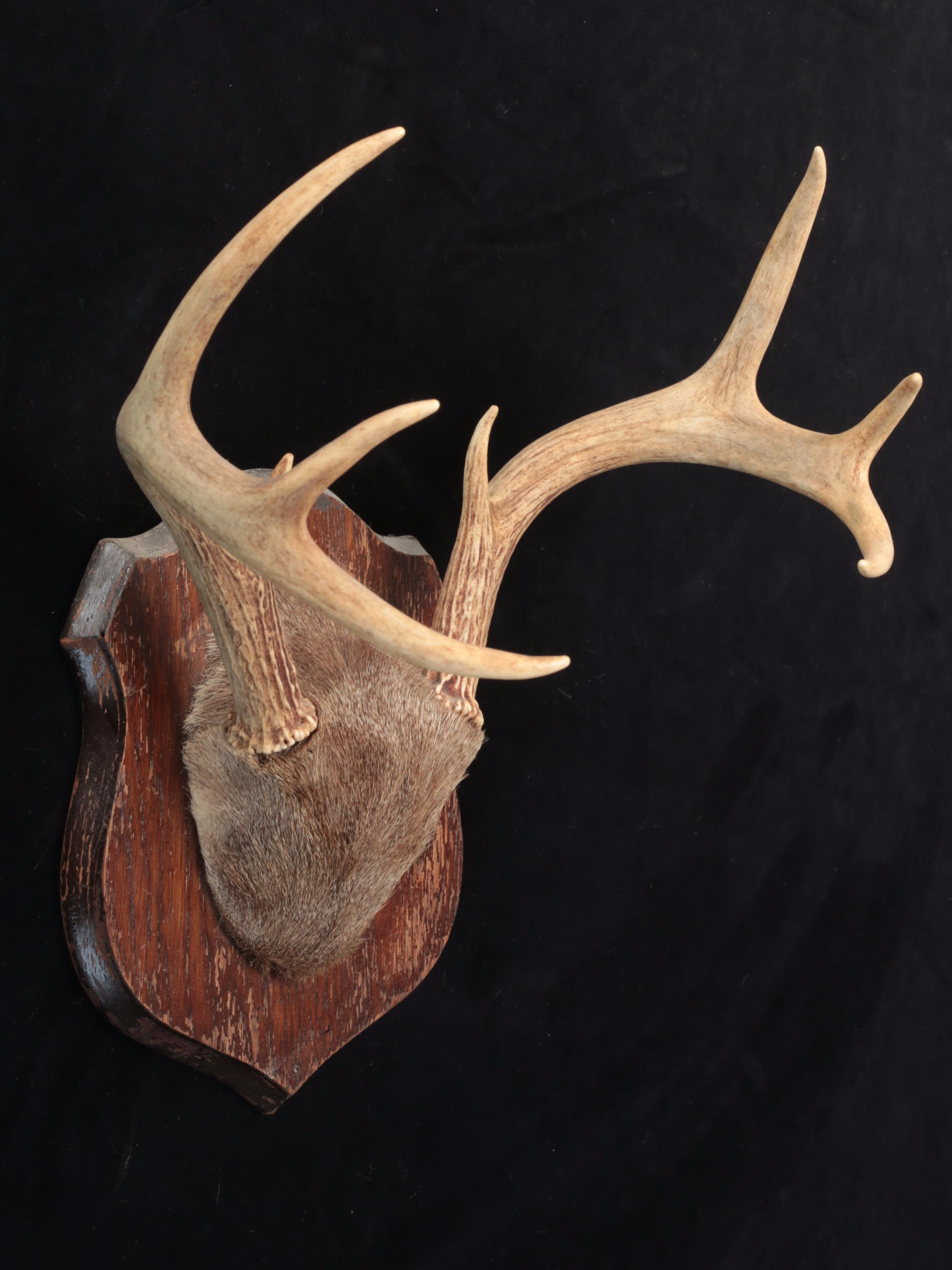 White-Tailed Deer Antlers With Skull Caps