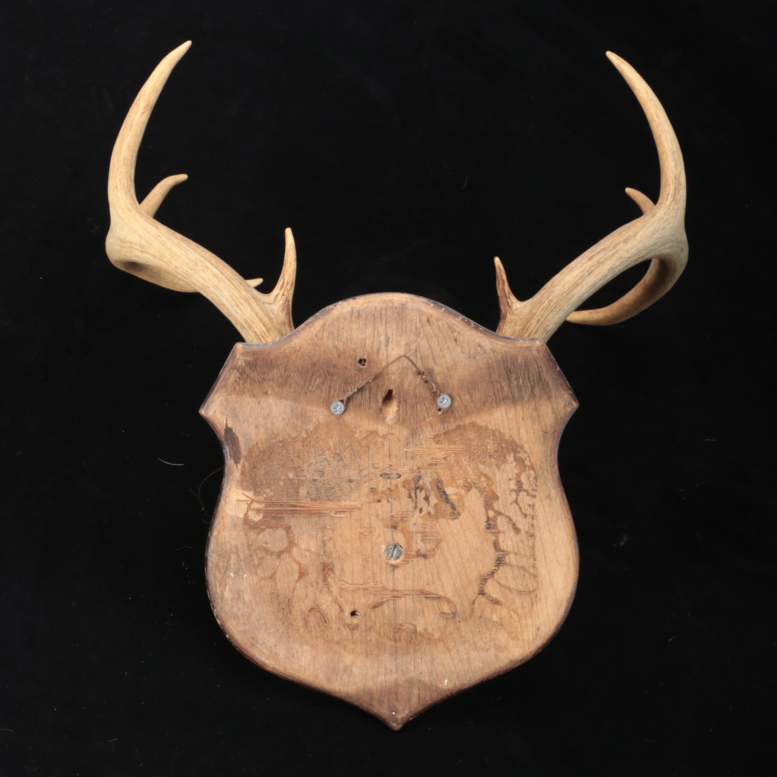 White-Tailed Deer Antlers With Skull Caps