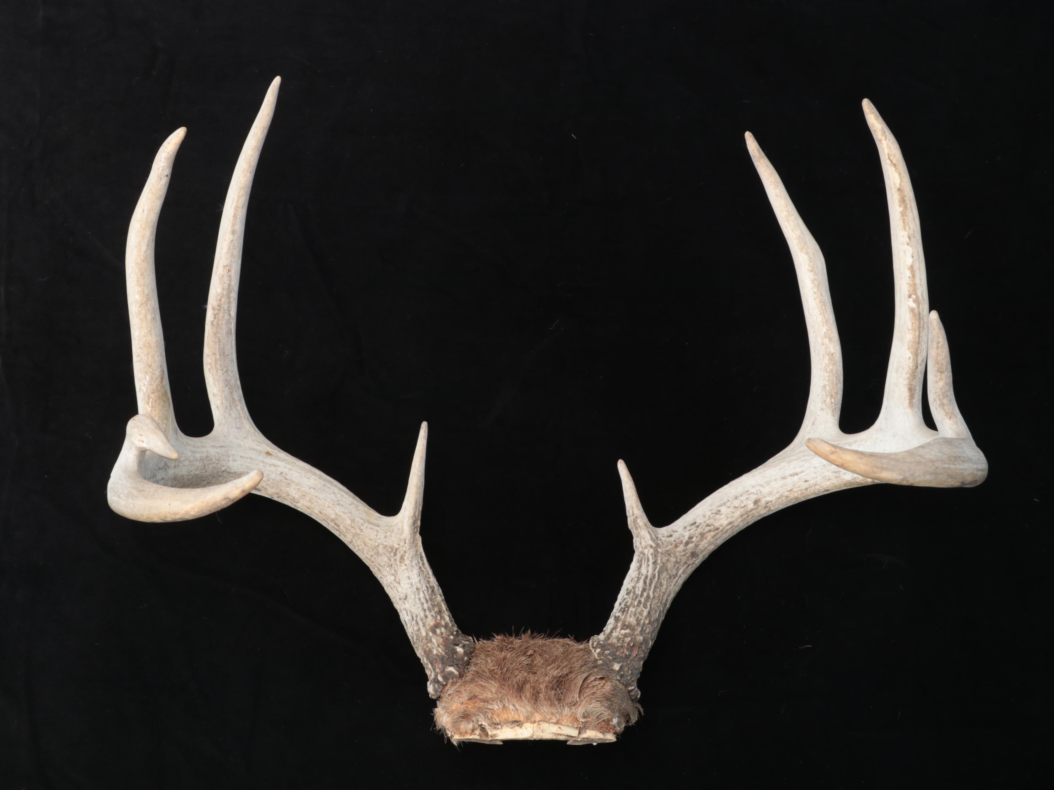 White-Tailed Deer Antlers With Skull Caps